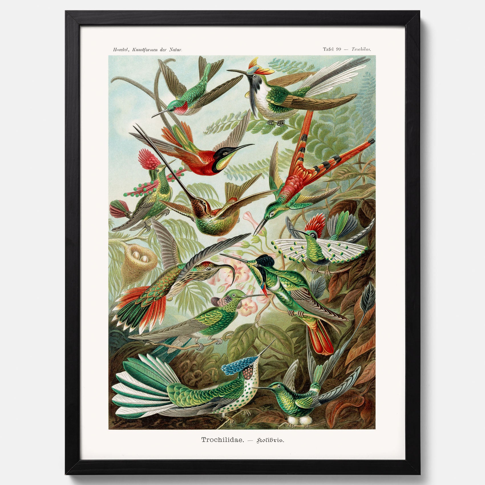 Vintageposter med illustrationer av kolibrier ritad av tyska biologen Ernst Haeckel år 1904