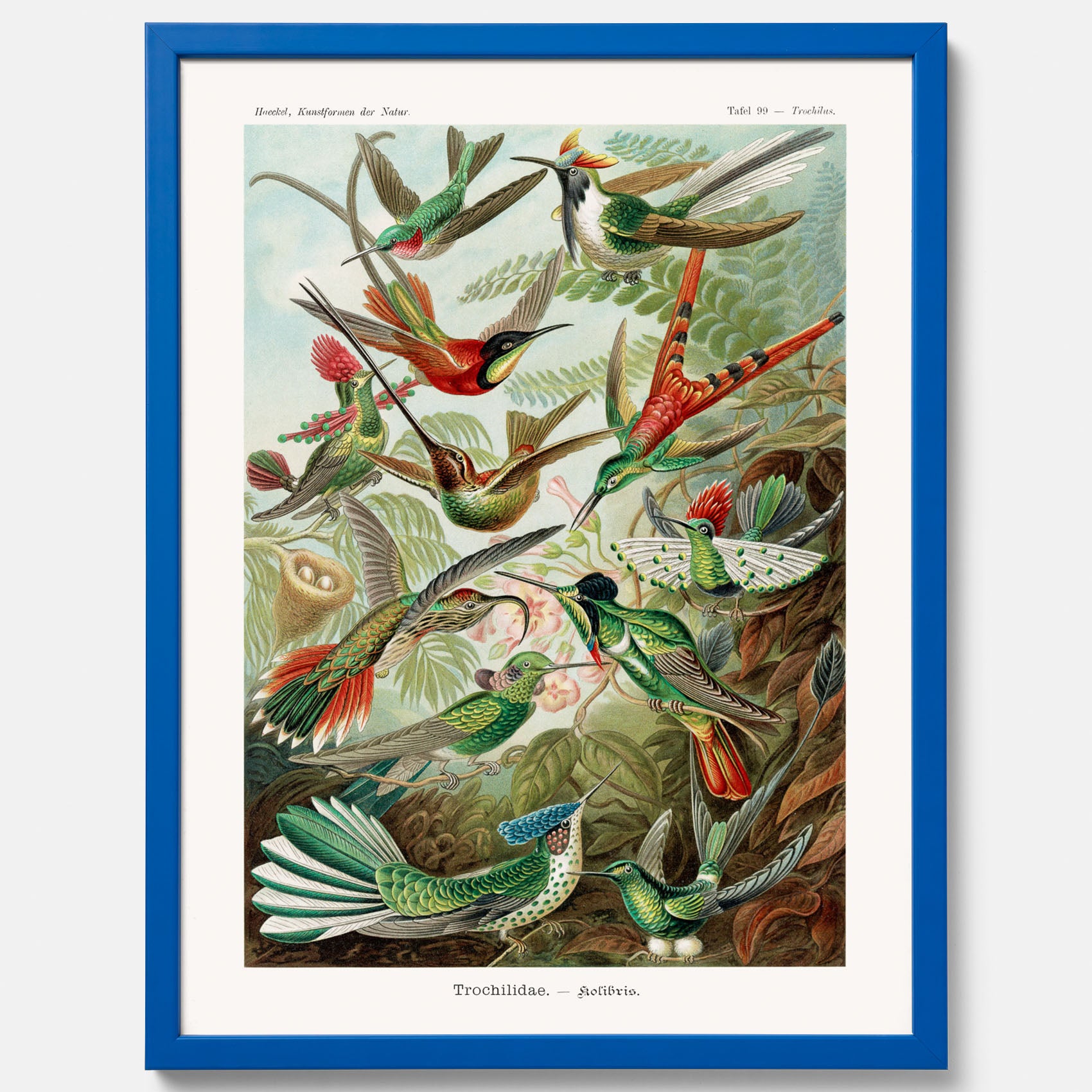 Vintageposter med illustrationer av kolibrier ritad av tyska biologen Ernst Haeckel år 1905