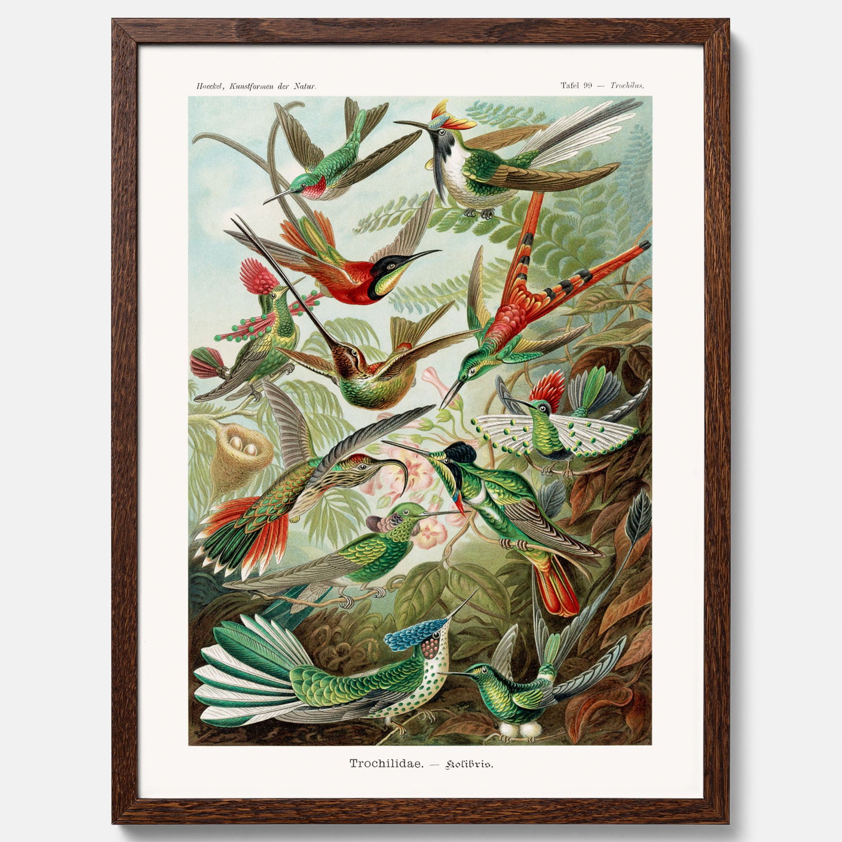 Vintageposter med illustrationer av kolibrier ritad av tyska biologen Ernst Haeckel år 1906