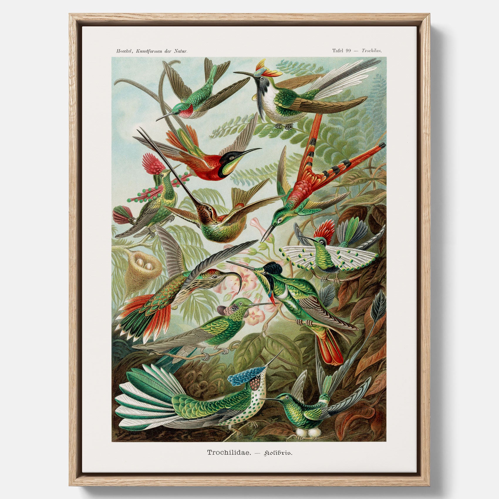 Vintageposter på canvas med illustrationer av kolibrier ritad av tyska biologen Ernst Haeckel år 1927