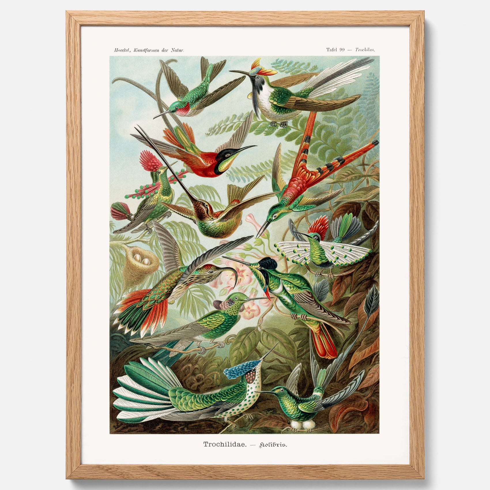 Vintageposter med illustrationer av kolibrier ritad av tyska biologen Ernst Haeckel år 1910