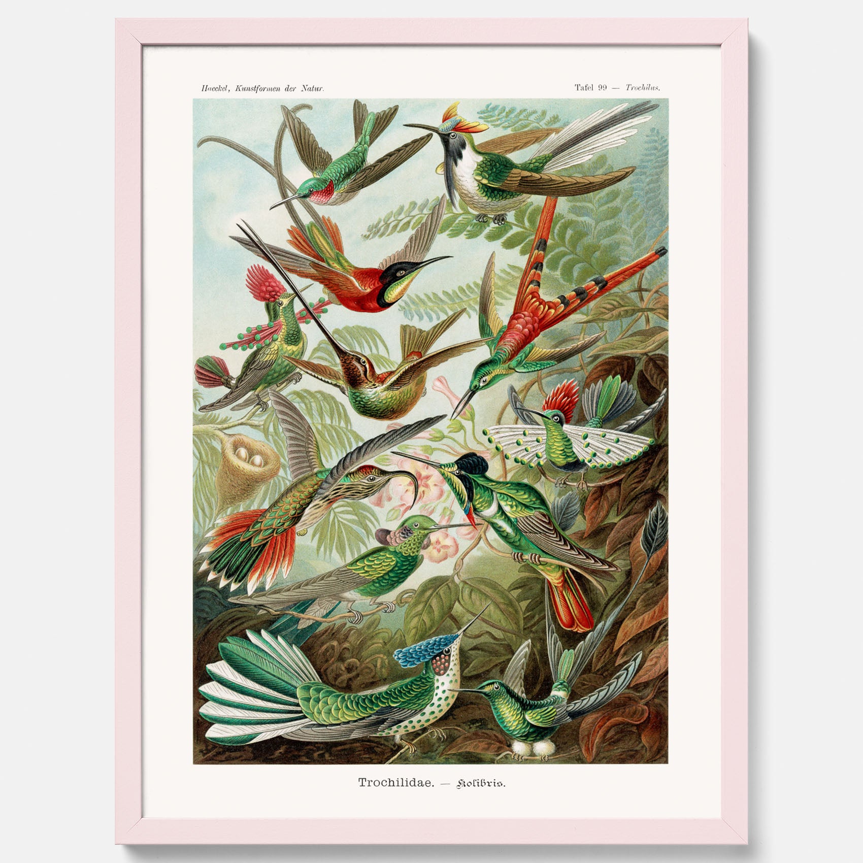 Vintageposter med illustrationer av kolibrier ritad av tyska biologen Ernst Haeckel år 1911