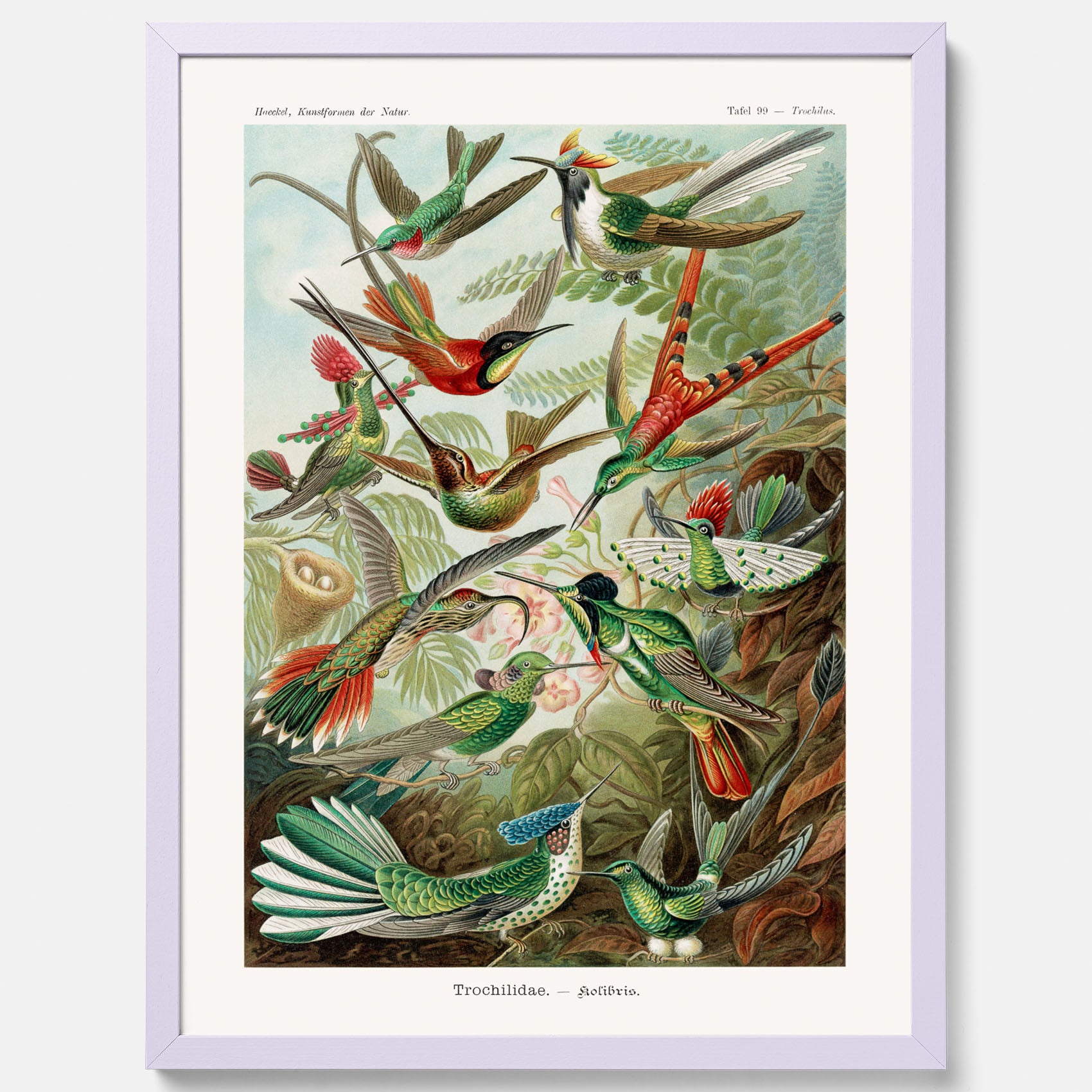 Vintageposter med illustrationer av kolibrier ritad av tyska biologen Ernst Haeckel år 1912