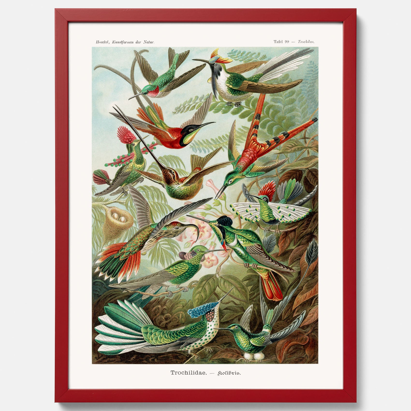 Vintageposter med illustrationer av kolibrier ritad av tyska biologen Ernst Haeckel år 1913
