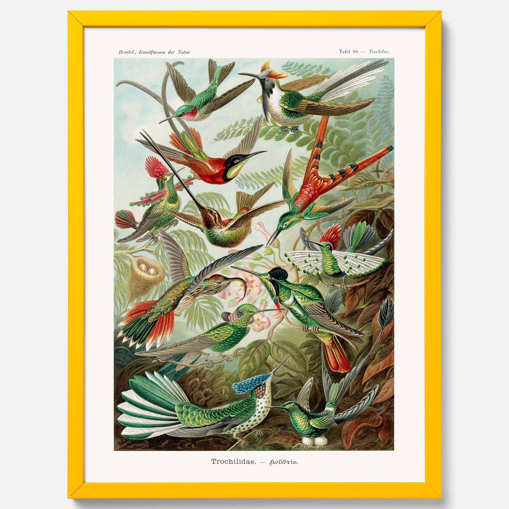 Vintageposter med illustrationer av kolibrier ritad av tyska biologen Ernst Haeckel år 1915