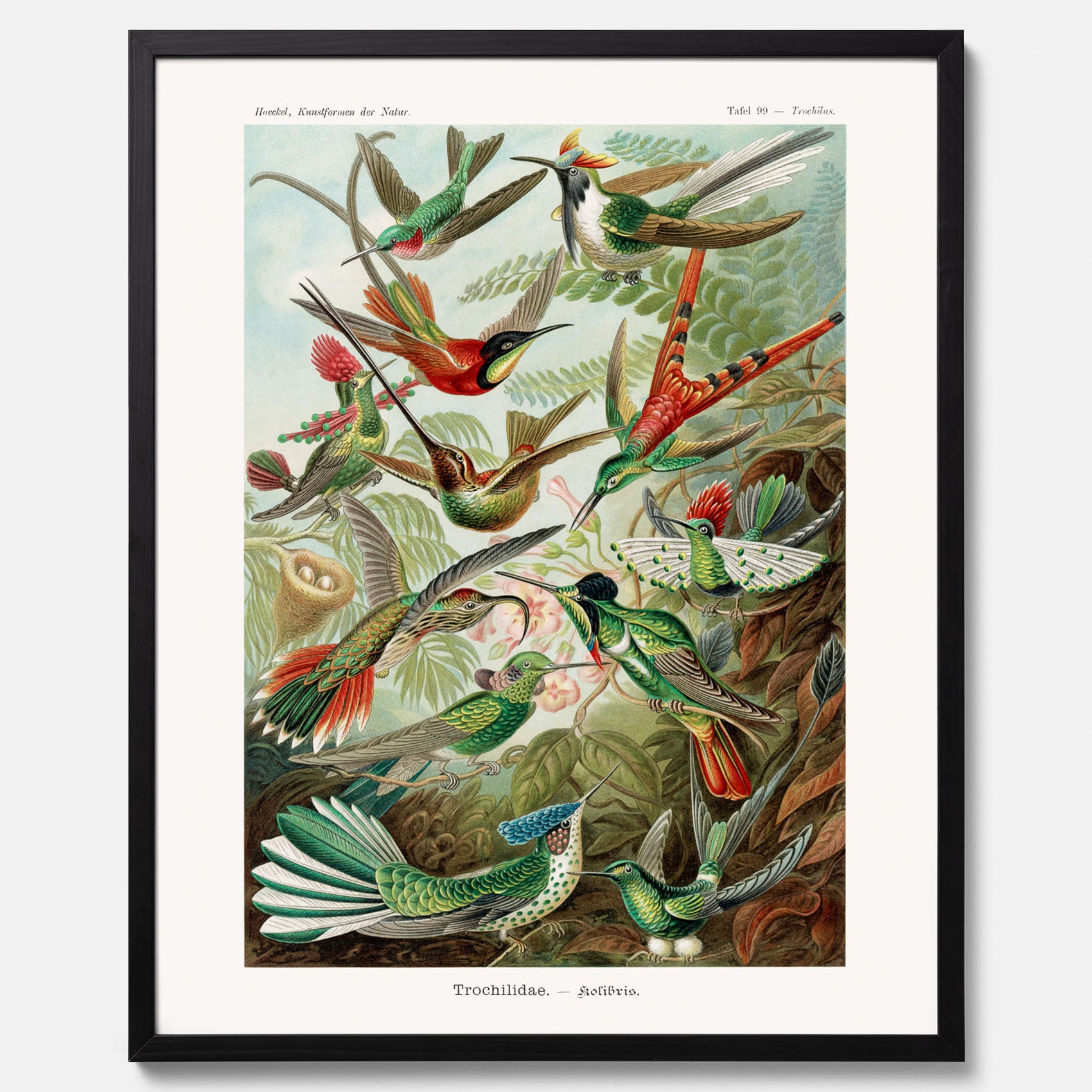 Vintageposter med illustrationer av kolibrier ritad av tyska biologen Ernst Haeckel år 1916