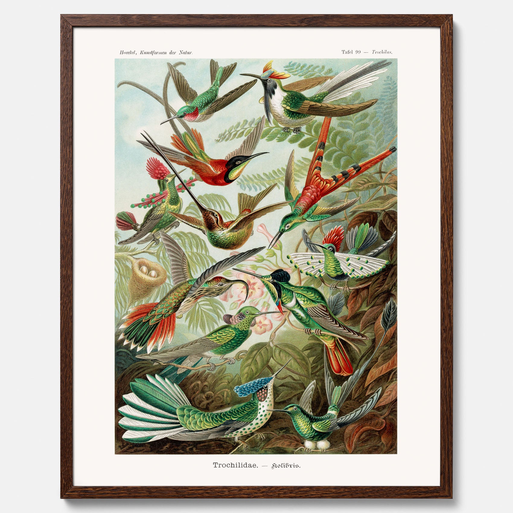 Vintageposter med illustrationer av kolibrier ritad av tyska biologen Ernst Haeckel år 1917