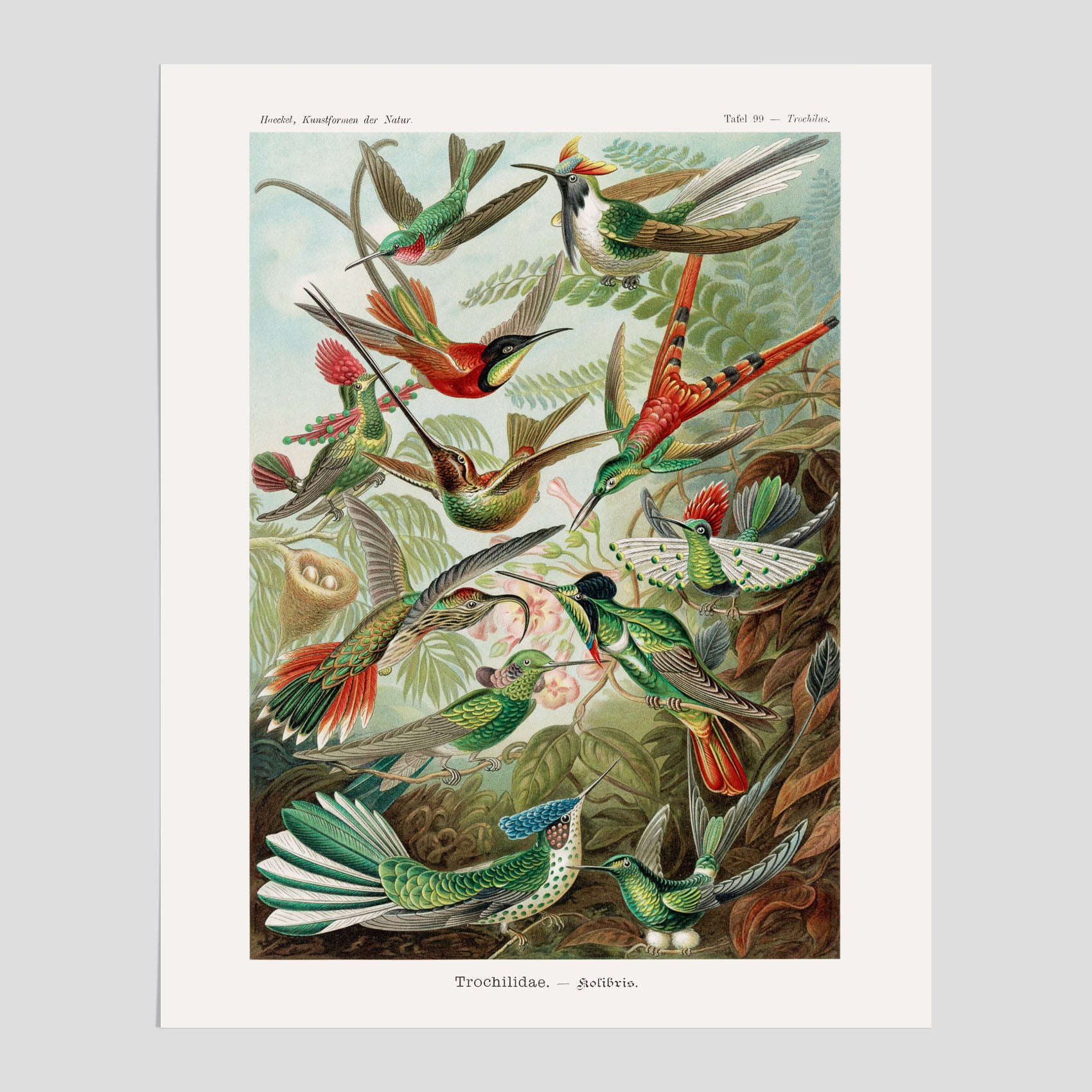 Vintageposter med illustrationer av kolibrier ritad av tyska biologen Ernst Haeckel år 1918