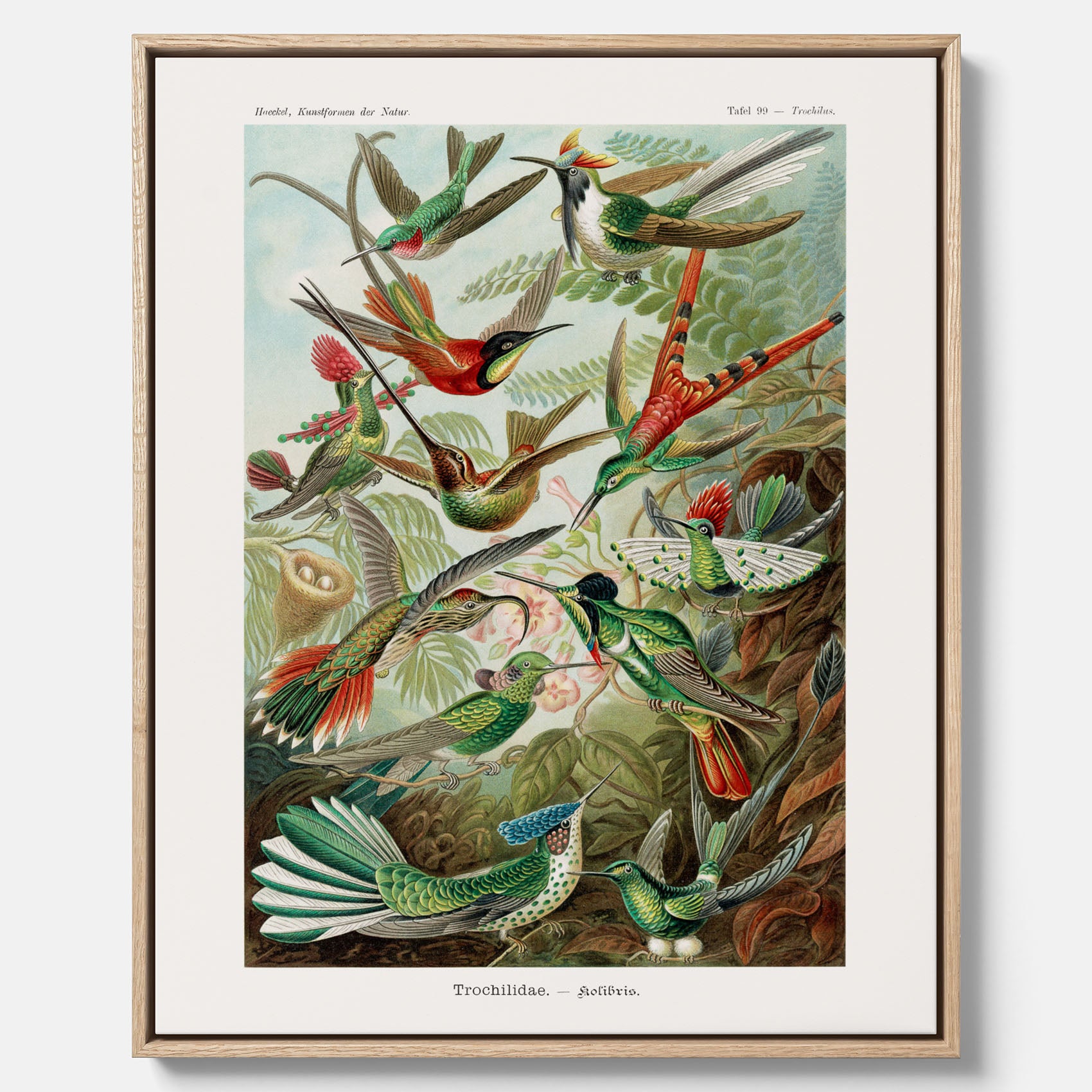 Vintageposter på canvas med illustrationer av kolibrier ritad av tyska biologen Ernst Haeckel år 1927
