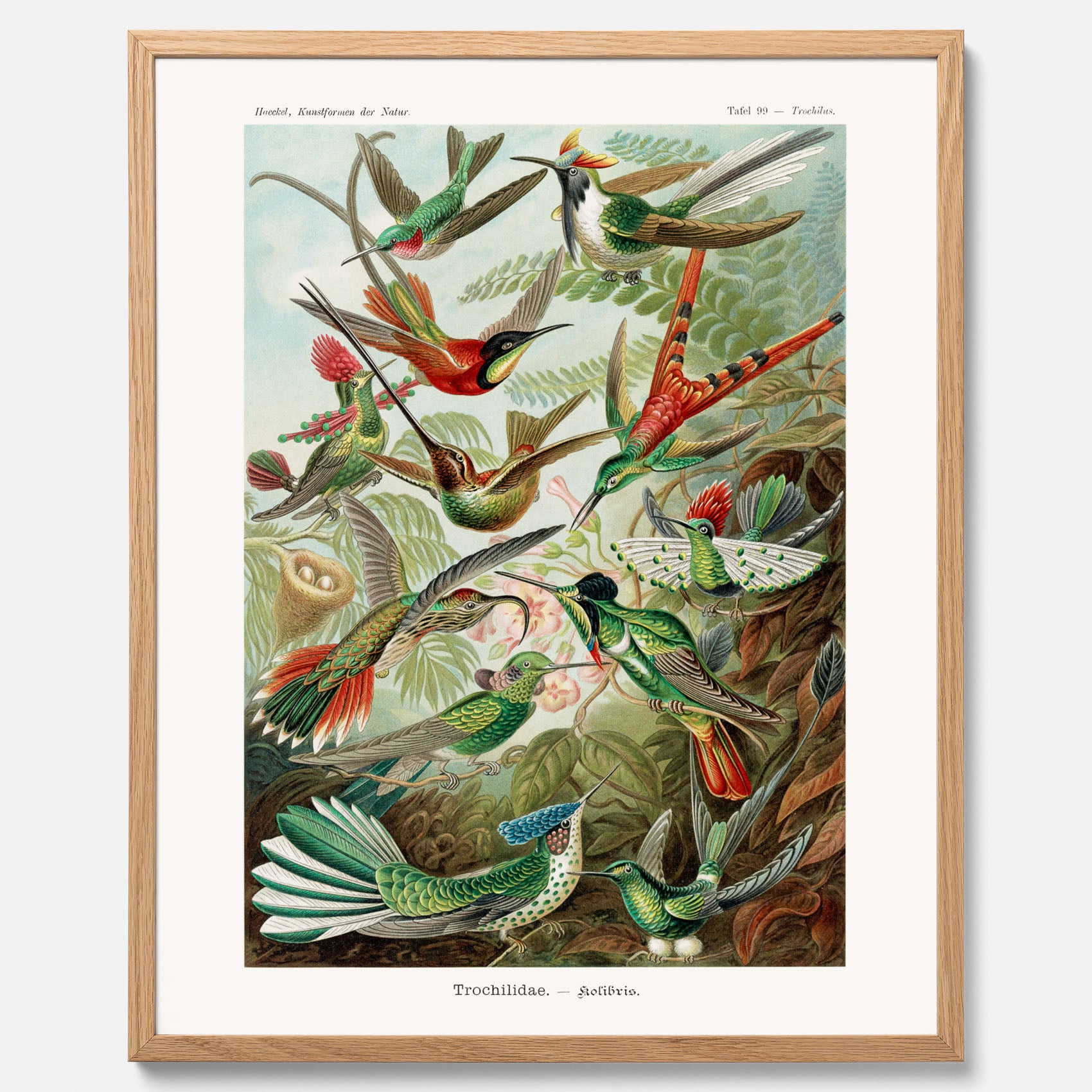 Vintageposter med illustrationer av kolibrier ritad av tyska biologen Ernst Haeckel år 1919