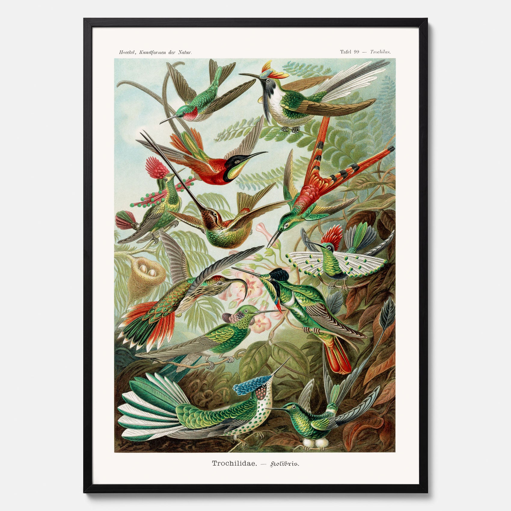 Vintageposter med illustrationer av kolibrier ritad av tyska biologen Ernst Haeckel år 1921