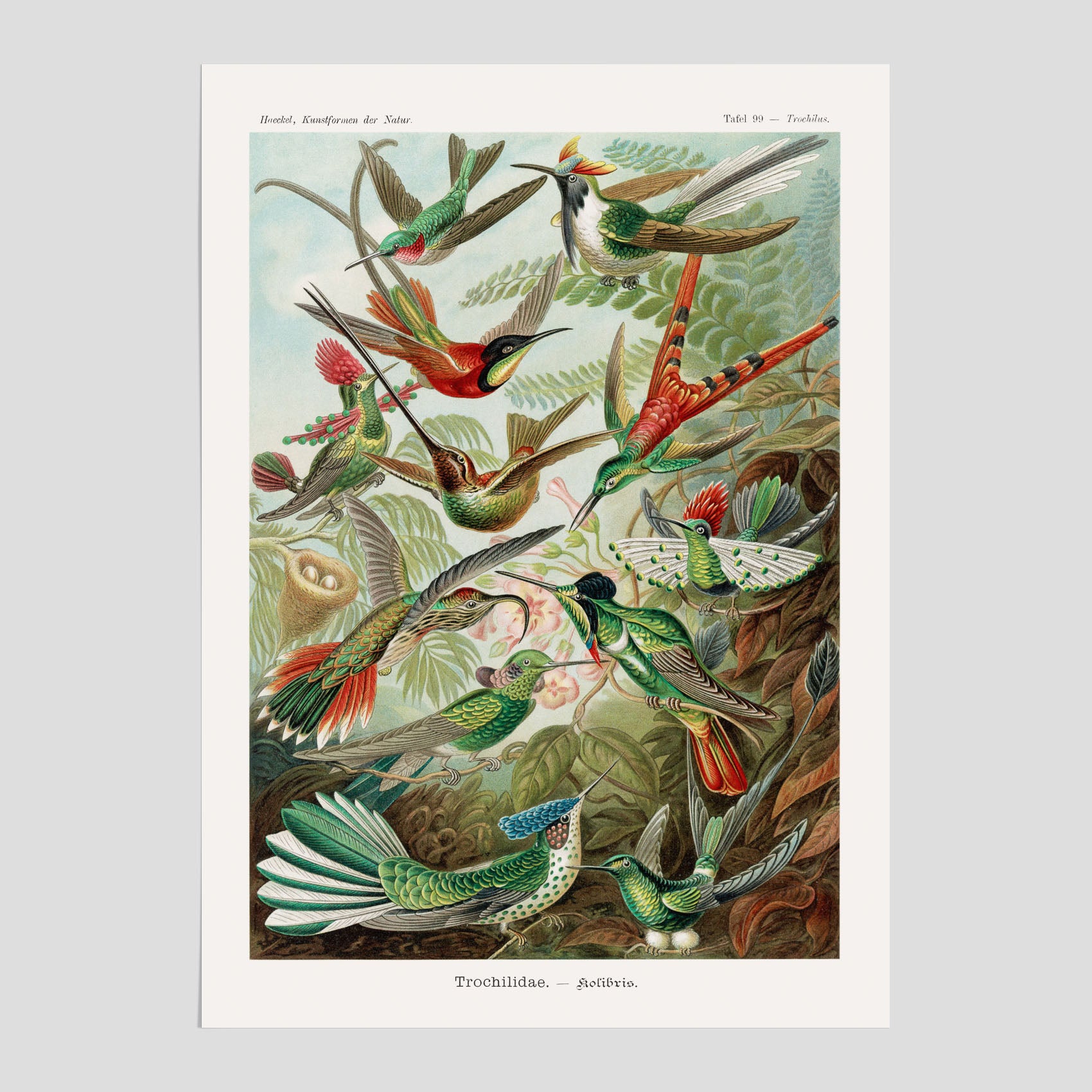 Vintageposter med illustrationer av kolibrier ritad av tyska biologen Ernst Haeckel år 1926