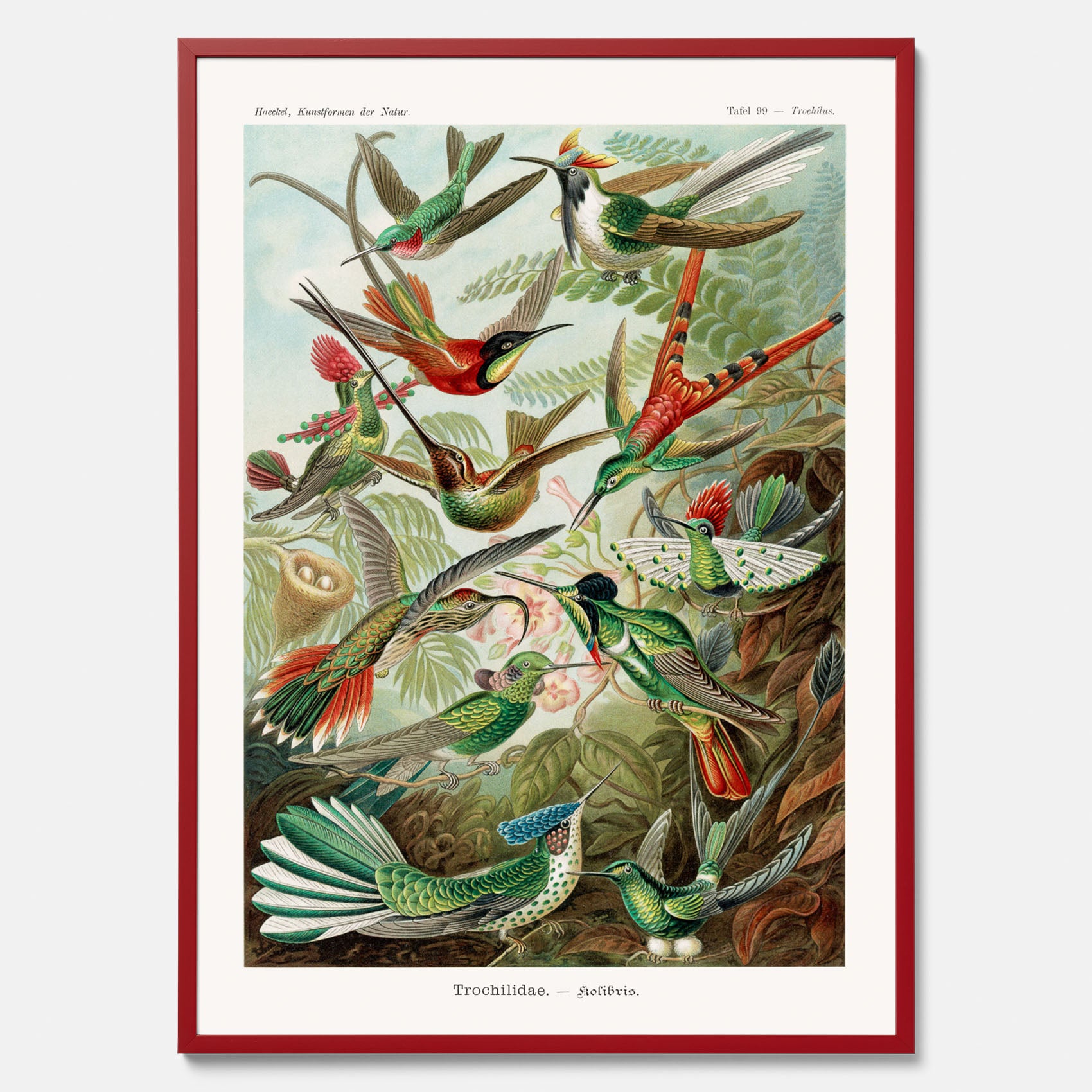 Vintageposter med illustrationer av kolibrier ritad av tyska biologen Ernst Haeckel år 1930