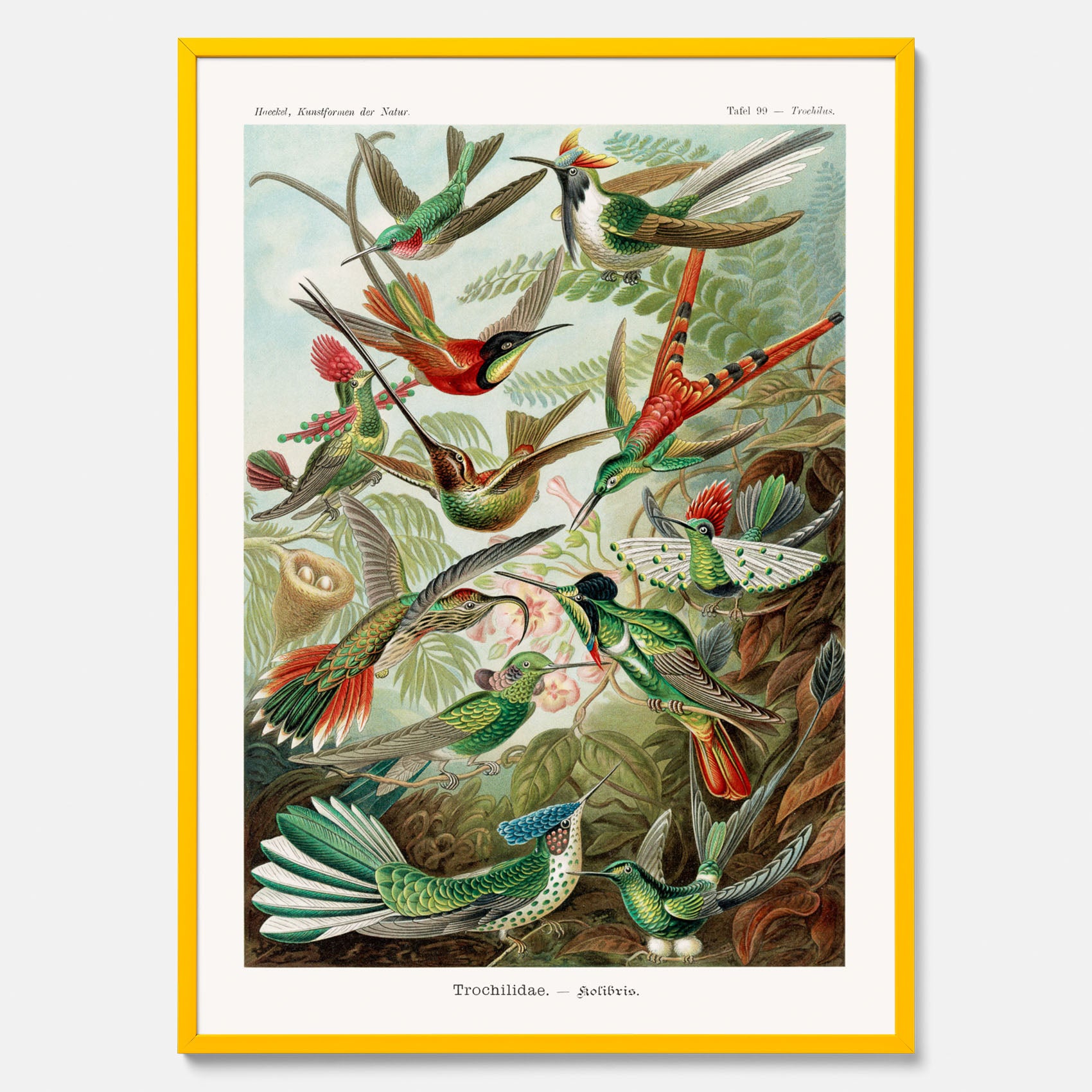Vintageposter med illustrationer av kolibrier ritad av tyska biologen Ernst Haeckel år 1932