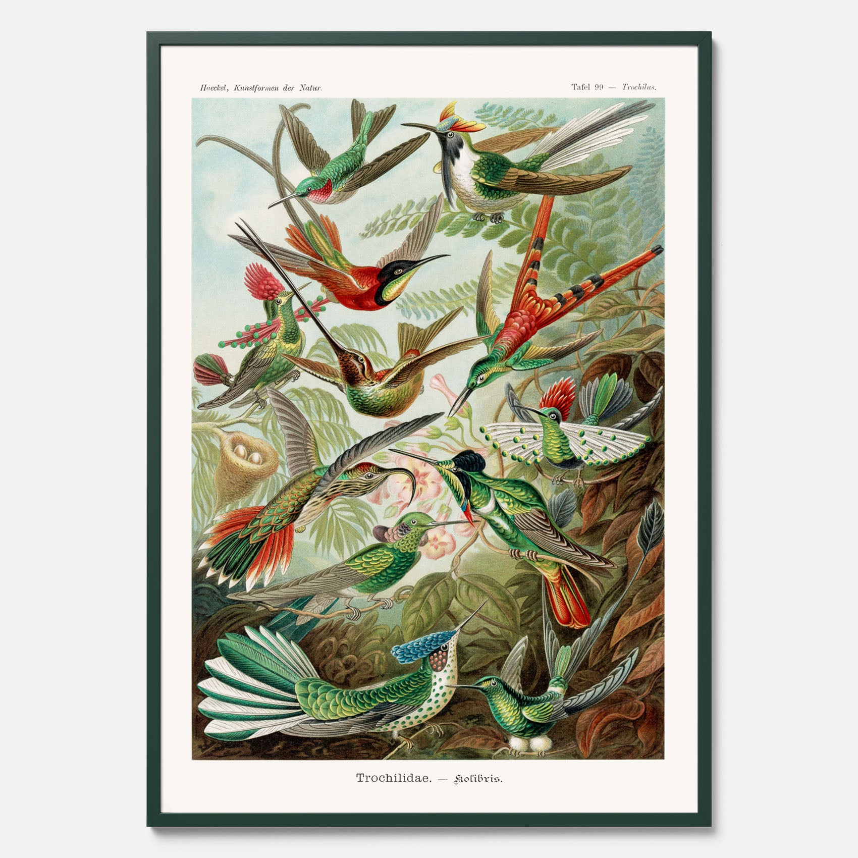Vintageposter med illustrationer av kolibrier ritad av tyska biologen Ernst Haeckel år 1936