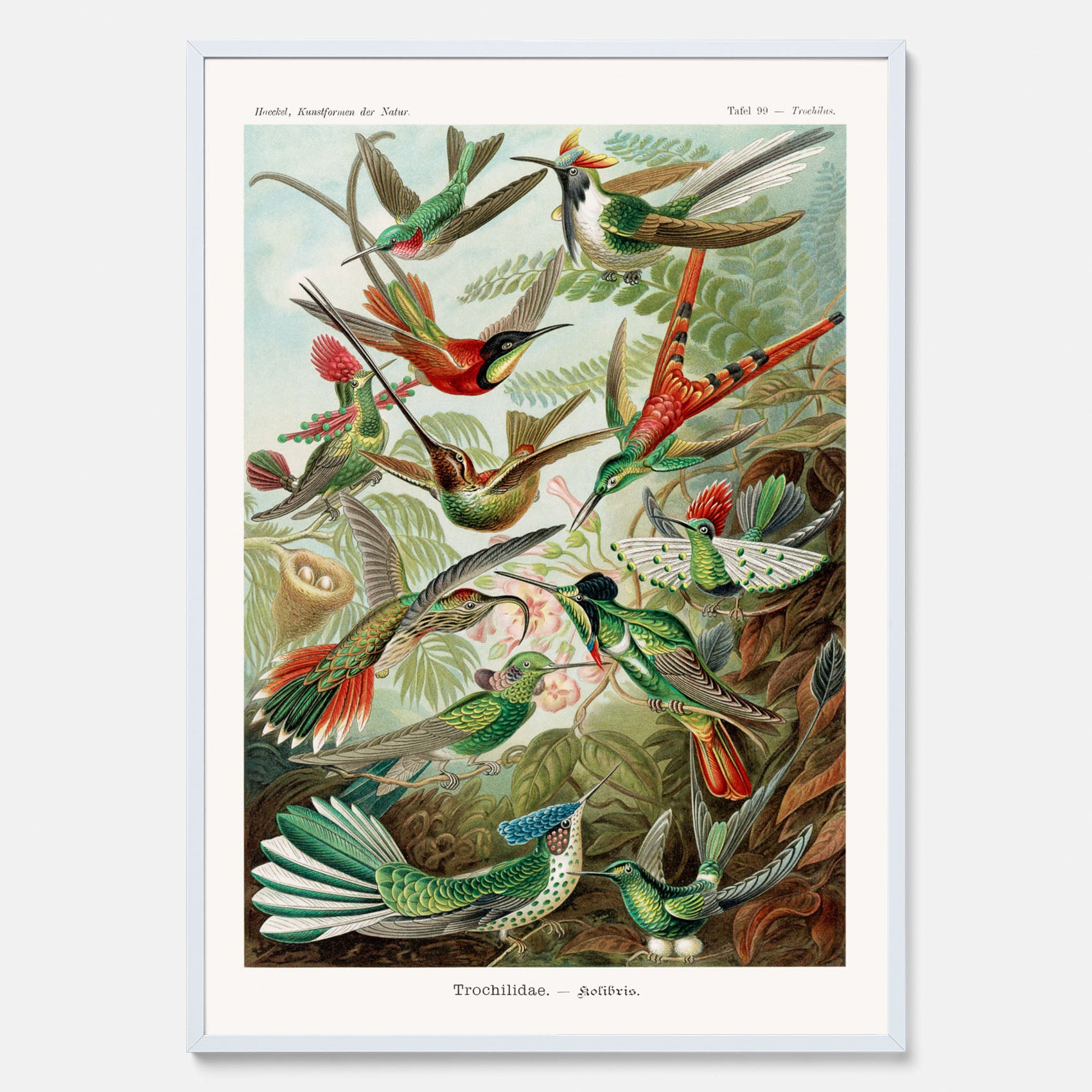 Vintageposter med illustrationer av kolibrier ritad av tyska biologen Ernst Haeckel år 1937