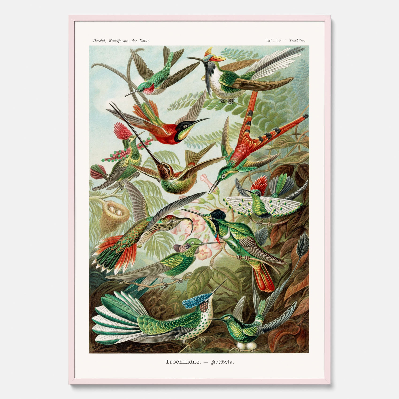 Vintageposter med illustrationer av kolibrier ritad av tyska biologen Ernst Haeckel år 1940