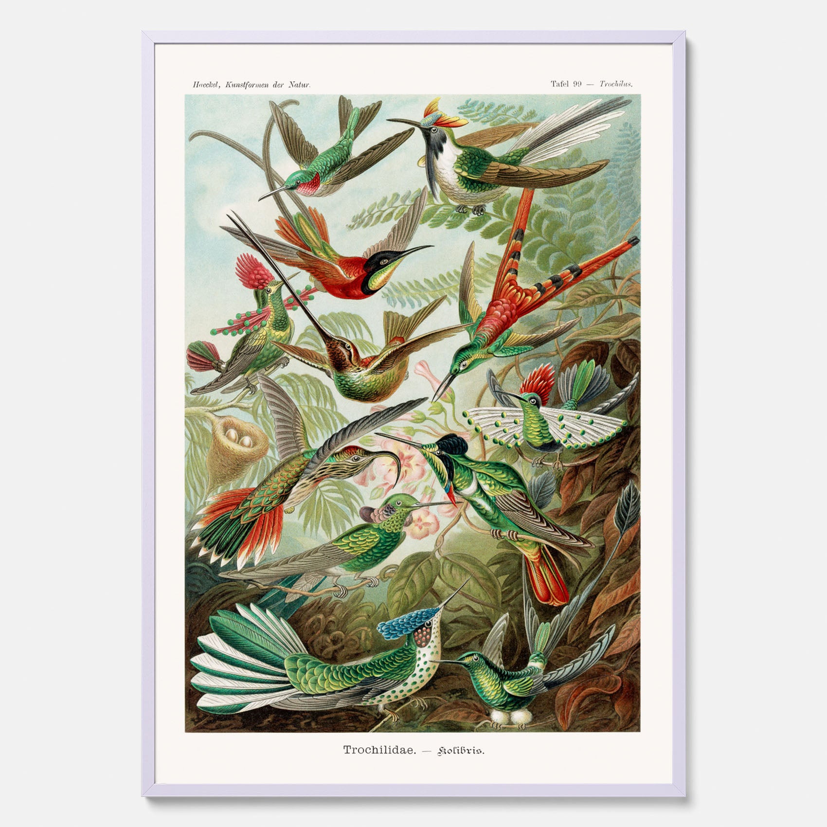 Vintageposter med illustrationer av kolibrier ritad av tyska biologen Ernst Haeckel år 1941