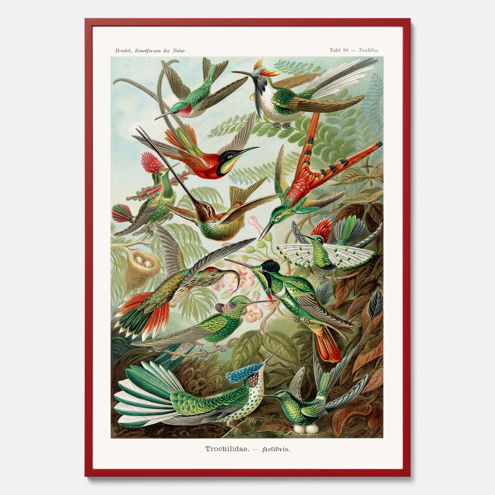 Vintageposter med illustrationer av kolibrier ritad av tyska biologen Ernst Haeckel år 1942