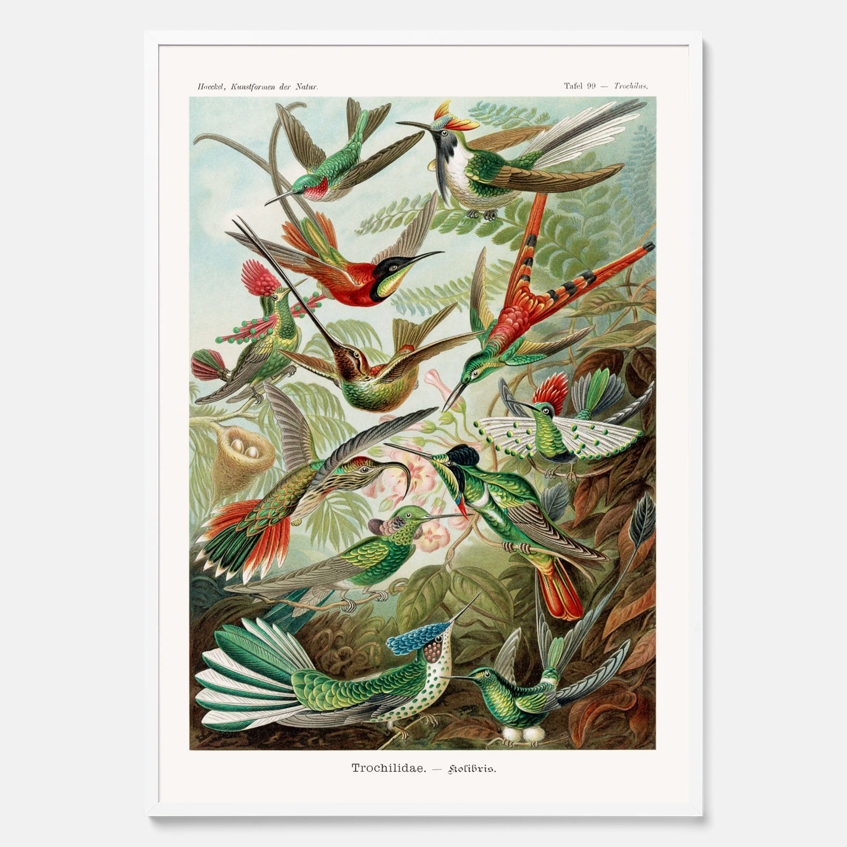 Vintageposter med illustrationer av kolibrier ritad av tyska biologen Ernst Haeckel år 1943