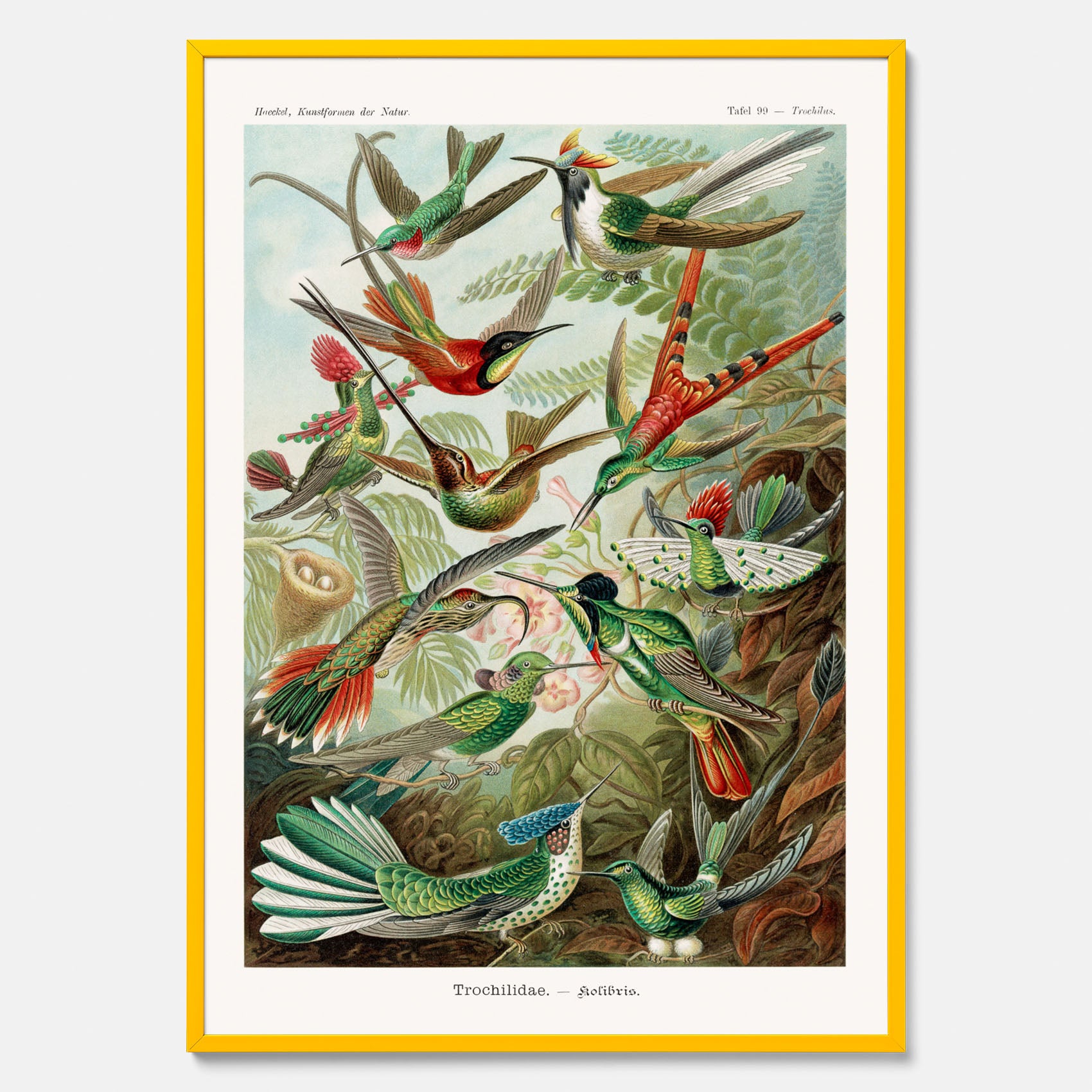 Vintageposter med illustrationer av kolibrier ritad av tyska biologen Ernst Haeckel år 1944