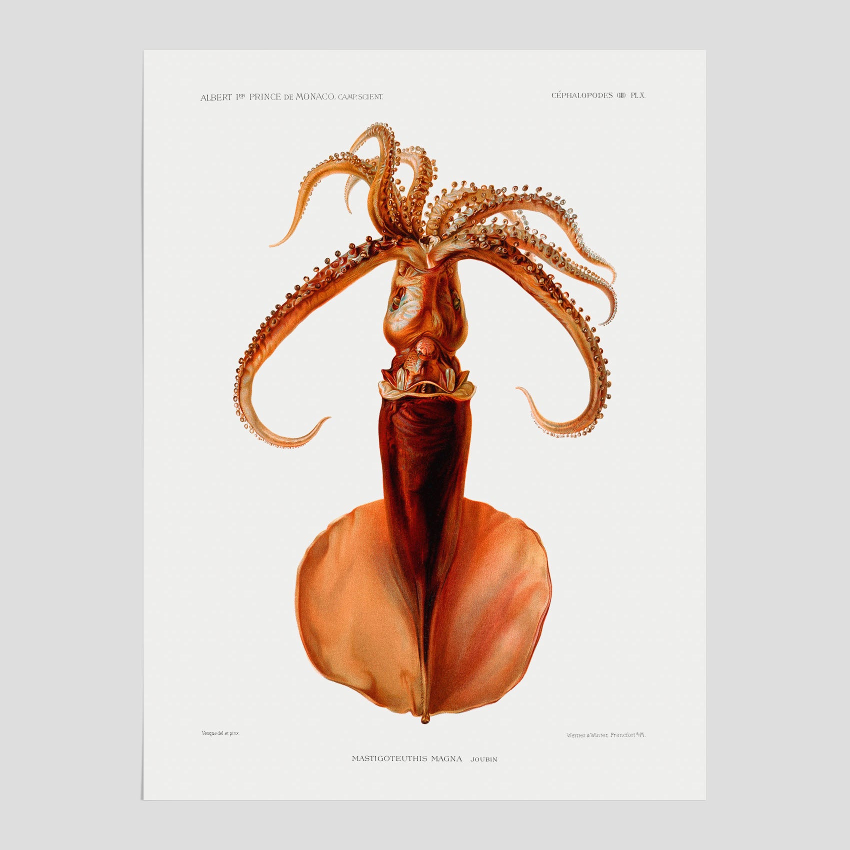 Kökstavla med en bläckfisk, vintageposter med en illustration av en bläckfisk från boken "Résultats des campagnes scientifiques du prince de Monaco"