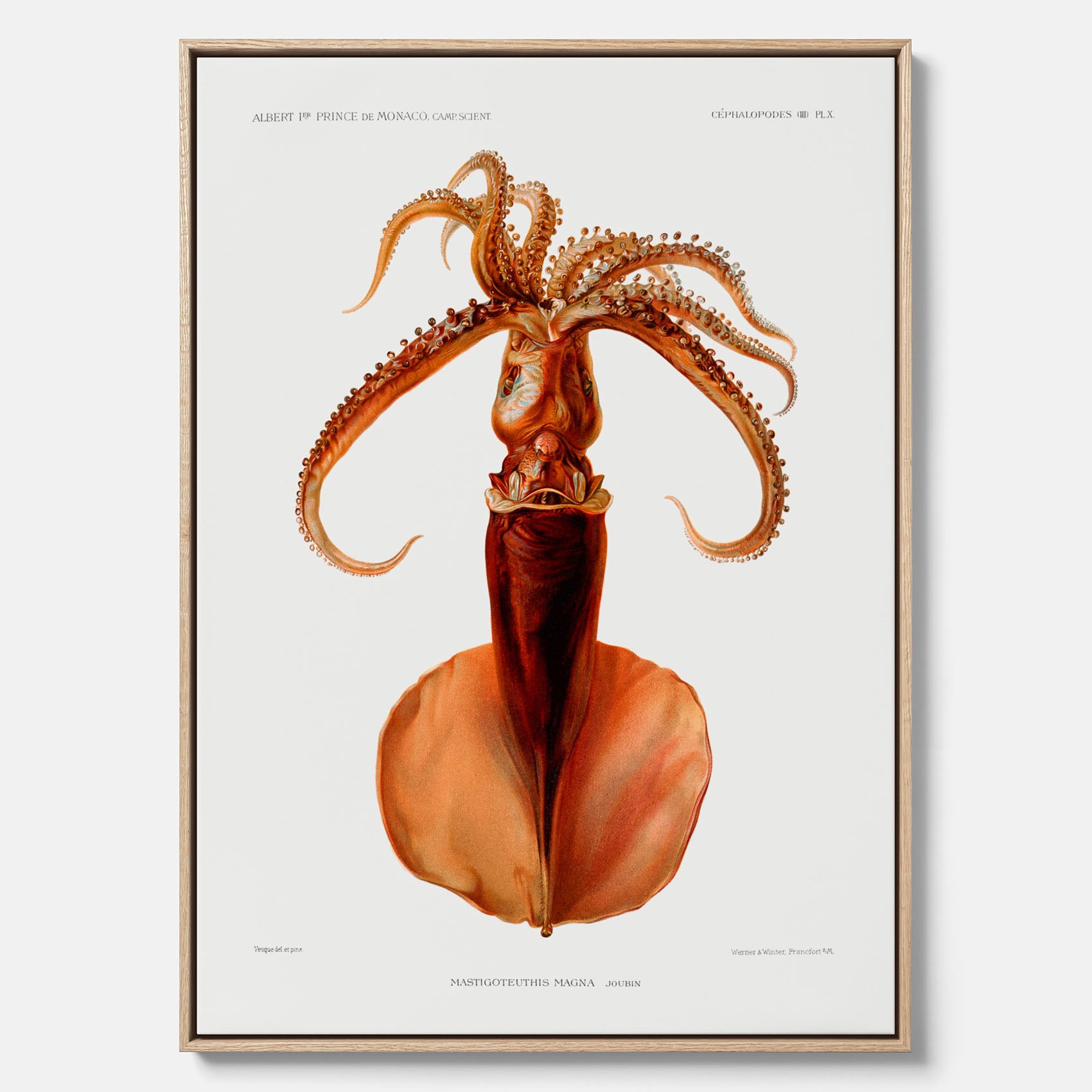 Kökstavla på canvas med en bläckfisk, vintageposter med en illustration av en bläckfisk från boken "Résultats des campagnes scientifiques du prince de Monaco"