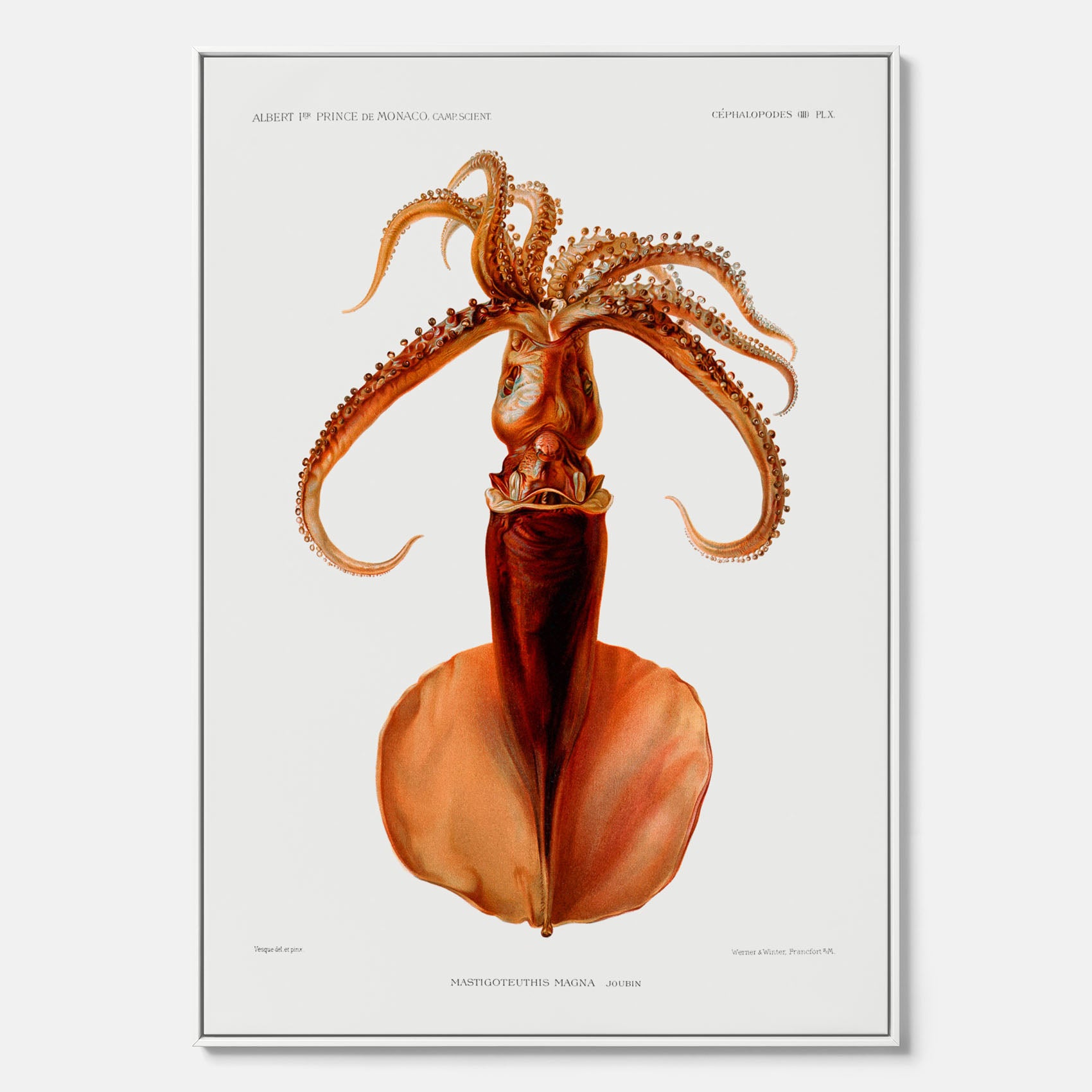 Kökstavla på canvas med en bläckfisk, vintageposter med en illustration av en bläckfisk från boken "Résultats des campagnes scientifiques du prince de Monaco"