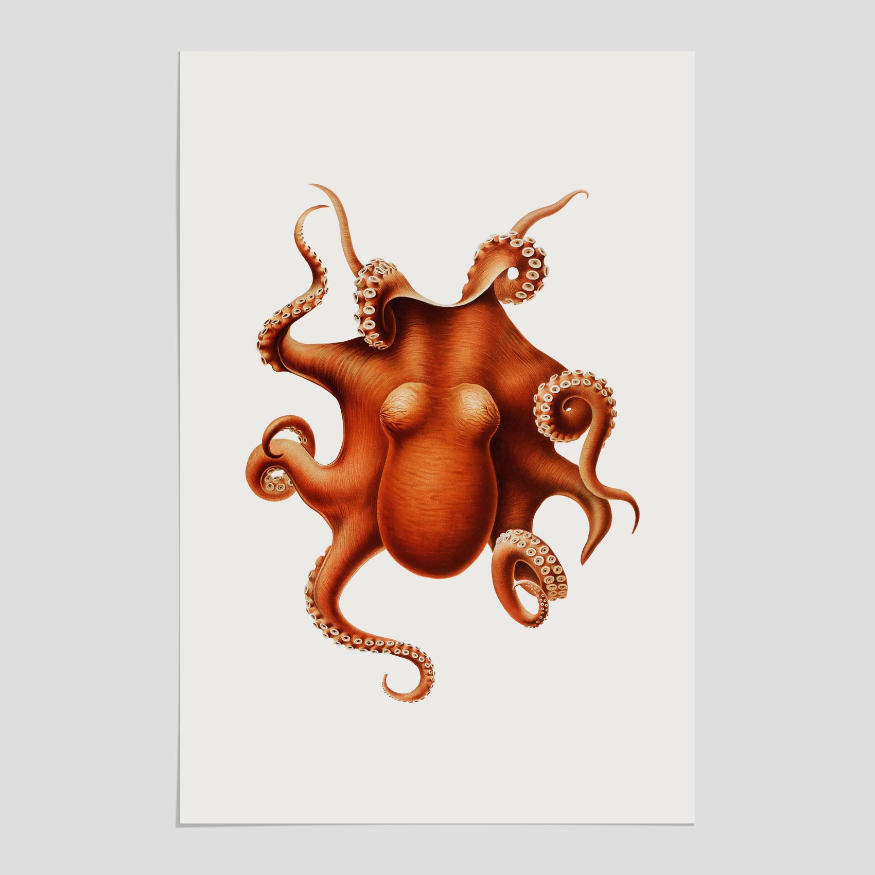 Detaljerad och färgglad poster av en bläckfisk