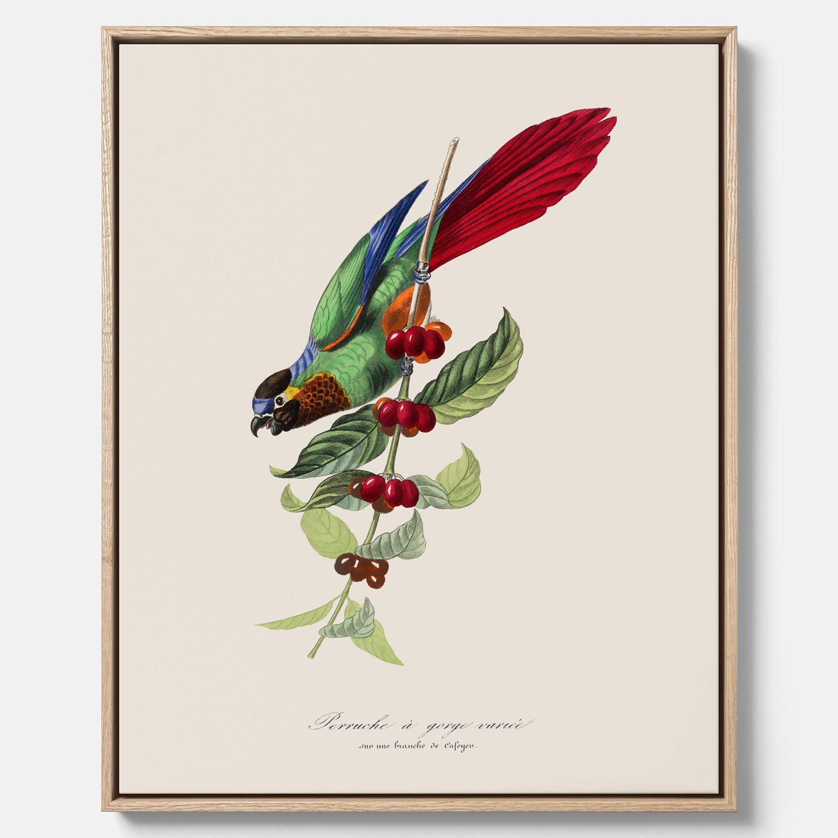 Kökstavla canvas med en Parakit & Kaffeplanta – Vintageposter med fågel och kaffe, tavla till kök, köksposter, poster till kök