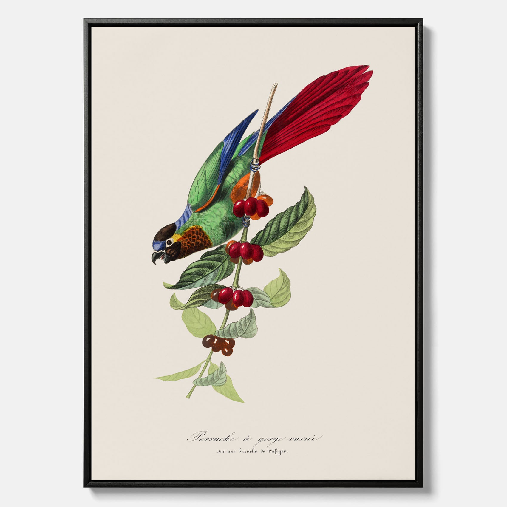 Kökstavla canvas med en Parakit & Kaffeplanta – Vintageposter med fågel och kaffe, tavla till kök, köksposter, poster till kök