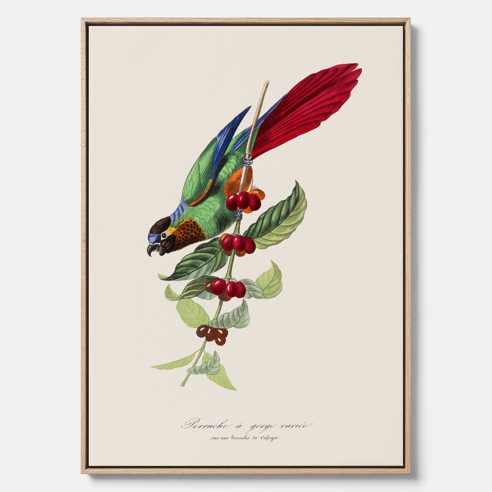 Kökstavla canvas med en Parakit & Kaffeplanta – Vintageposter med fågel och kaffe, tavla till kök, köksposter, poster till kök