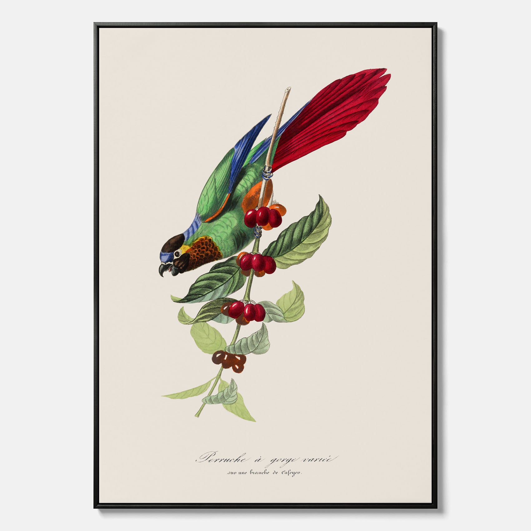 Kökstavla canvas med en Parakit & Kaffeplanta – Vintageposter med fågel och kaffe, tavla till kök, köksposter, poster till kök