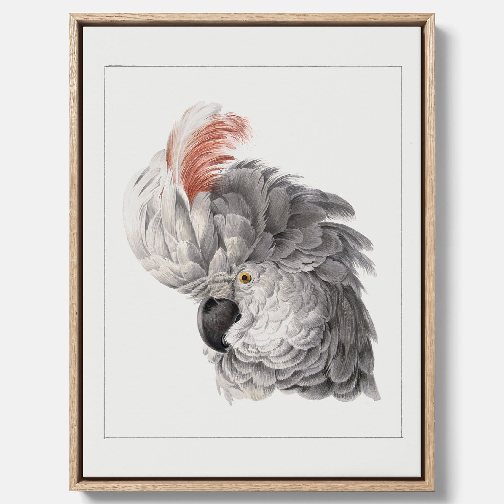 Fågelposter av Aert Schouman som föreställer huvudet av en papegoja, canvas