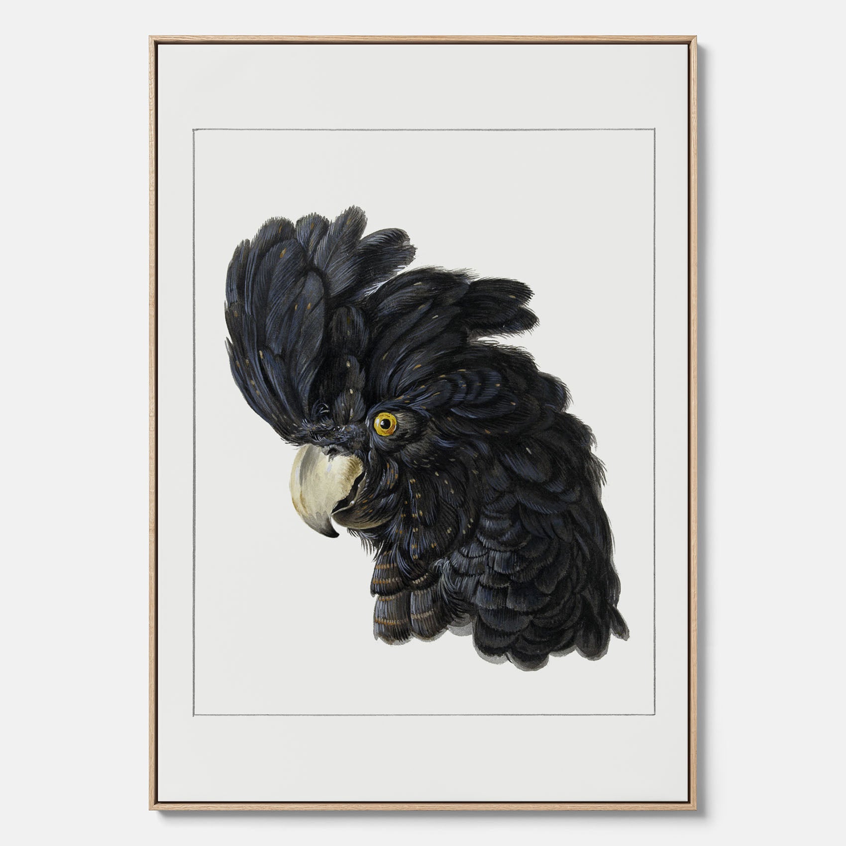 Fågelposter av Aert Schouman som föreställer huvudet av en papegoja canvas