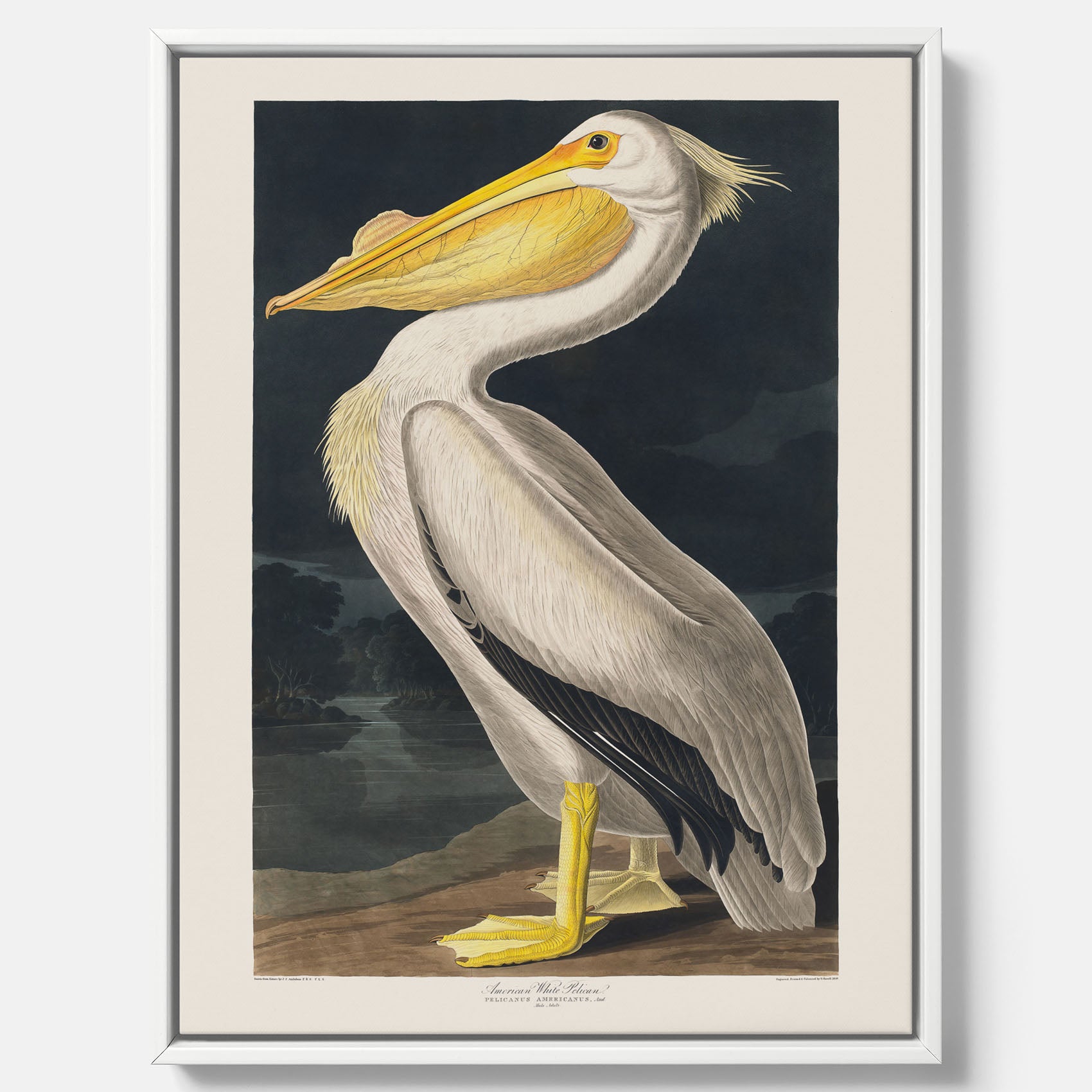 Canvastavla med en Vit Pelikan poster vintage illustration konst
