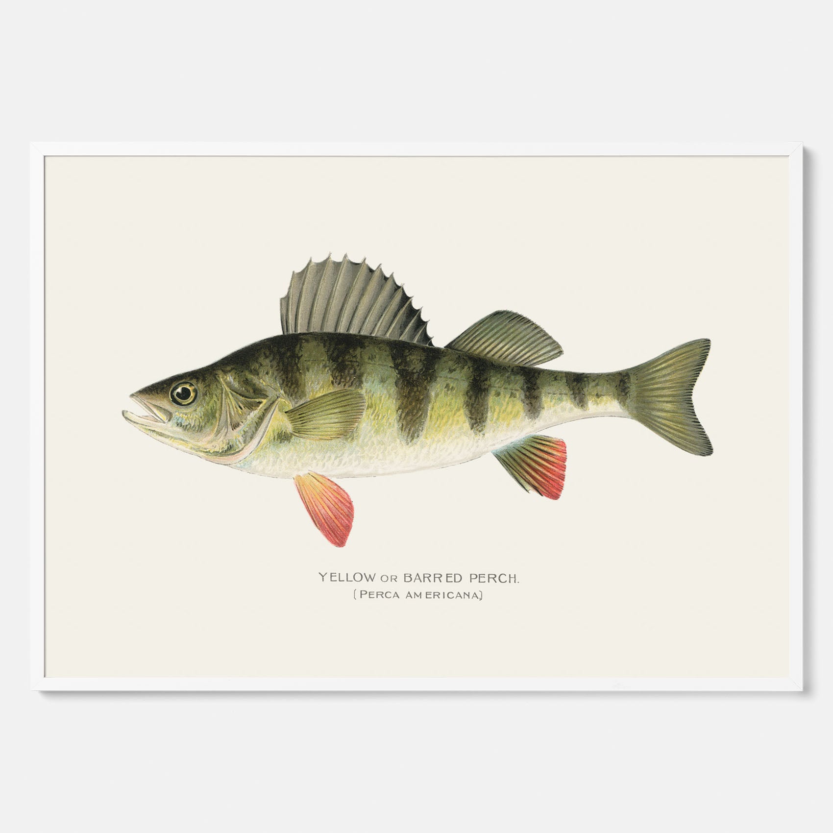 Kökstavla med en Abborre Poster – Plansch med fisk, fiskposter, tavla till kök, poster till kök