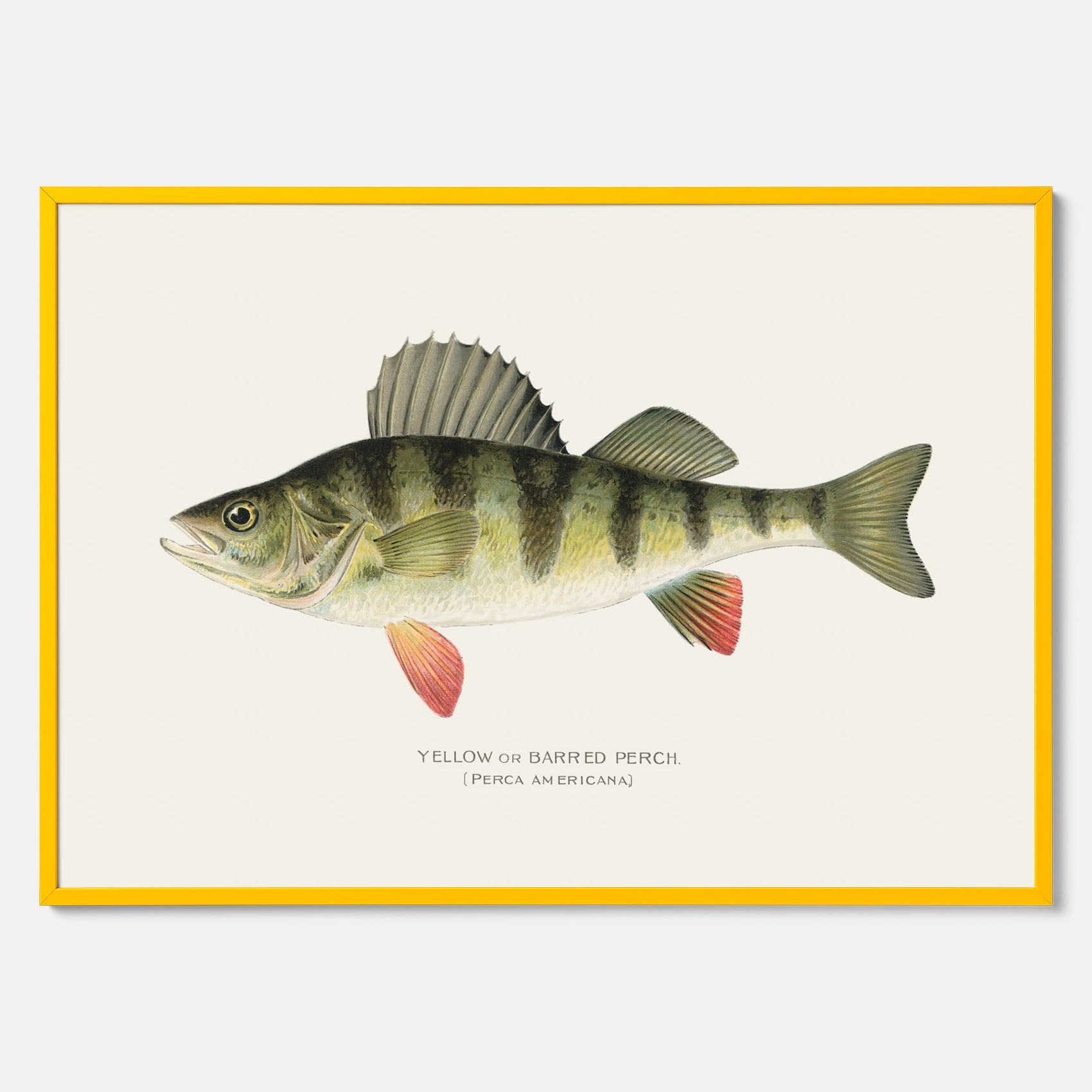 Kökstavla med en Abborre Poster – Plansch med fisk, fiskposter, tavla till kök, poster till kök