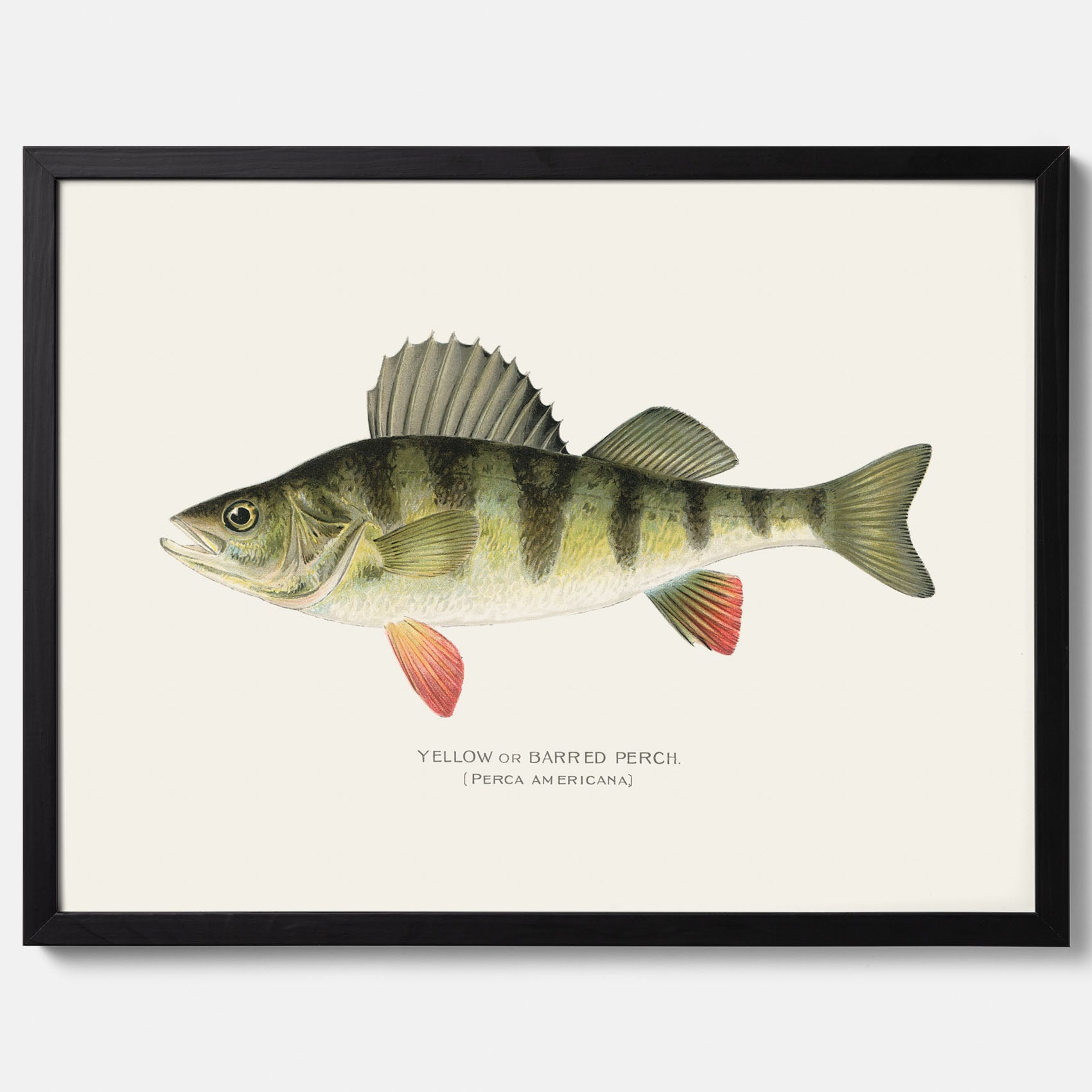 Kökstavla med en Abborre Poster – Plansch med fisk, fiskposter, tavla till kök, poster till kök