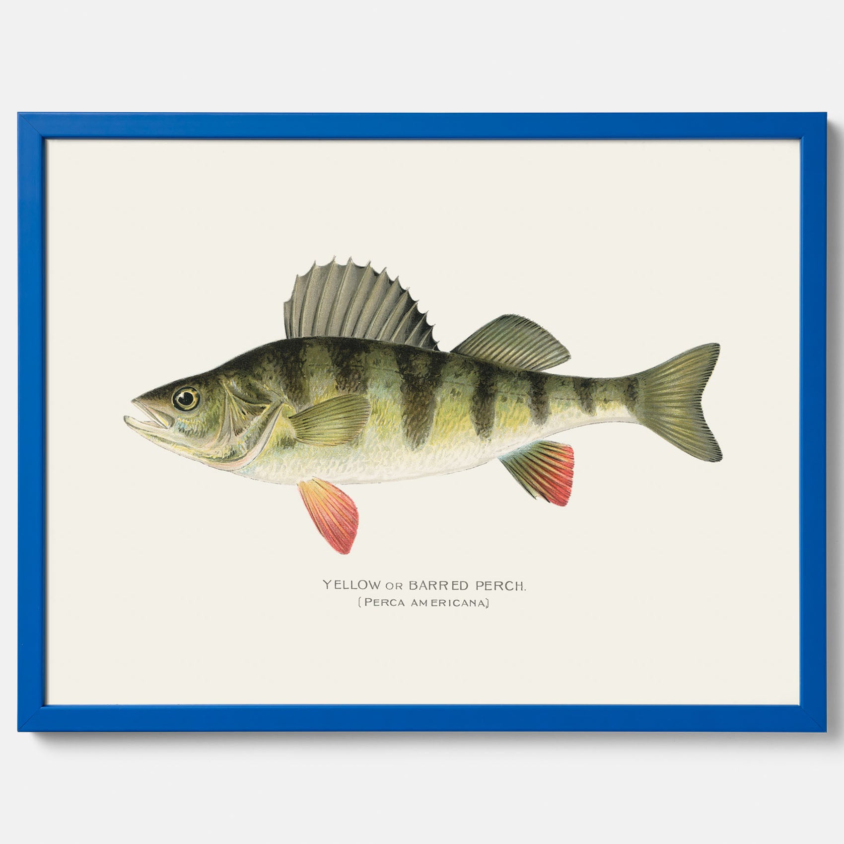 Kökstavla med en Abborre Poster – Plansch med fisk, fiskposter, tavla till kök, poster till kök