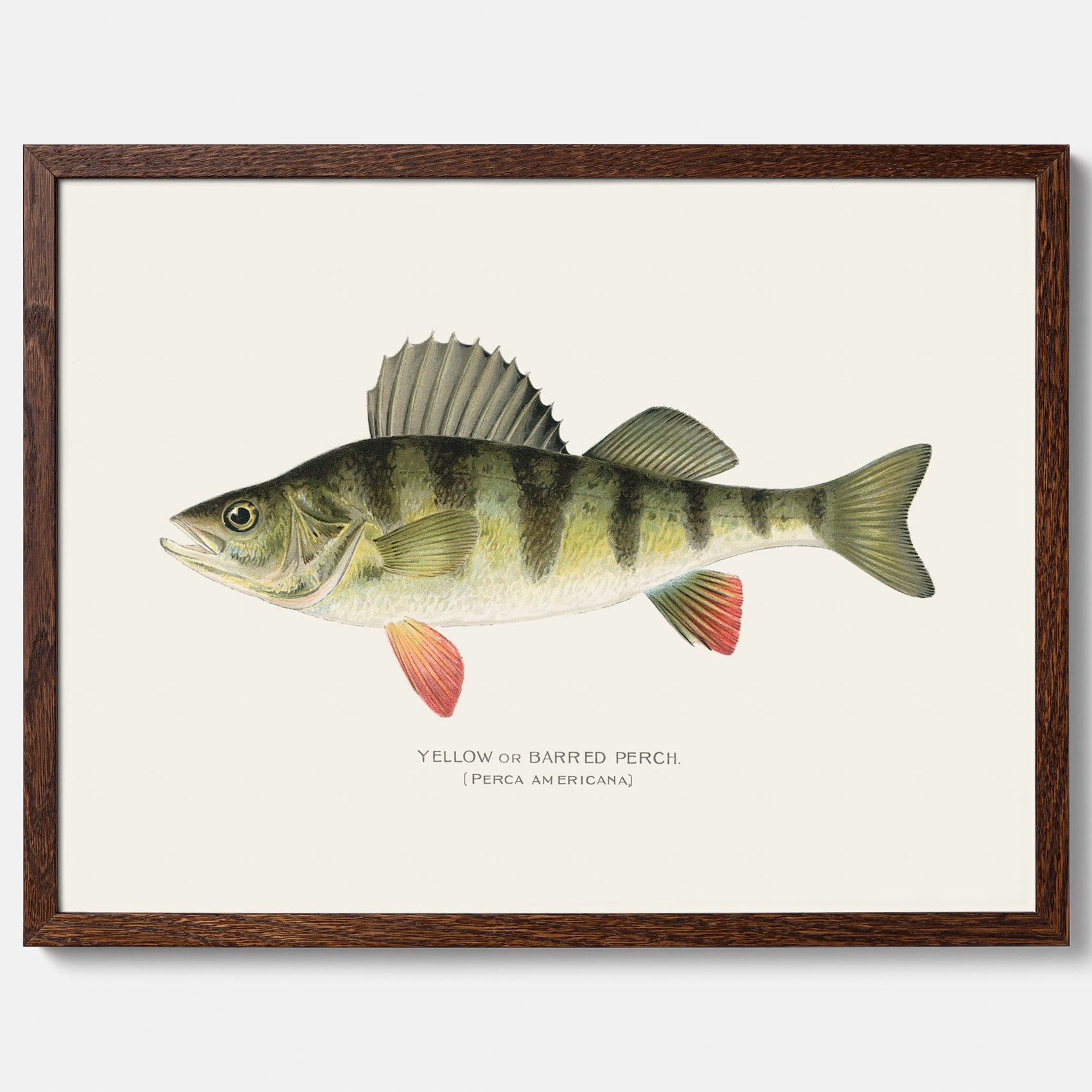 Kökstavla med en Abborre Poster – Plansch med fisk, fiskposter, tavla till kök, poster till kök