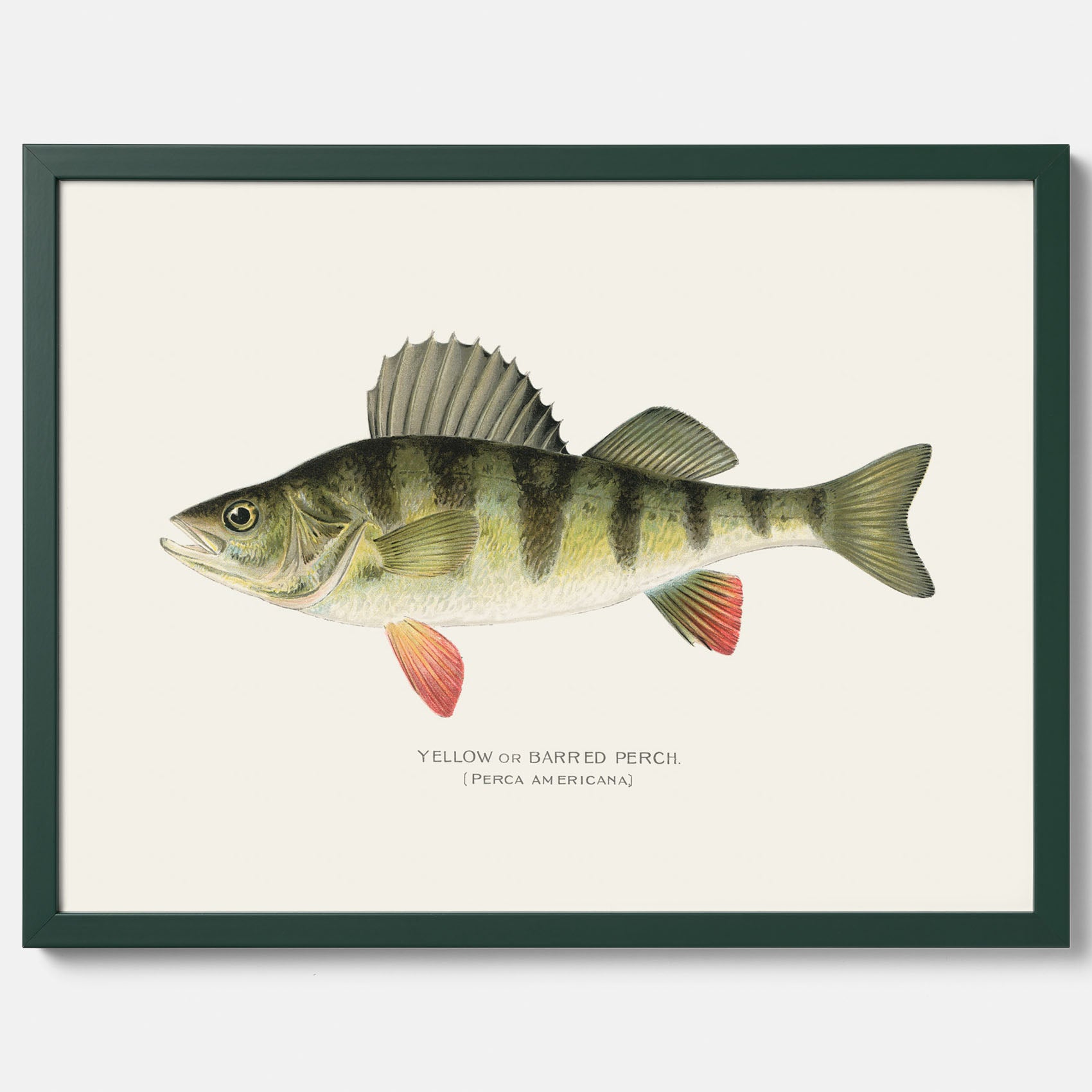 Kökstavla med en Abborre Poster – Plansch med fisk, fiskposter, tavla till kök, poster till kök