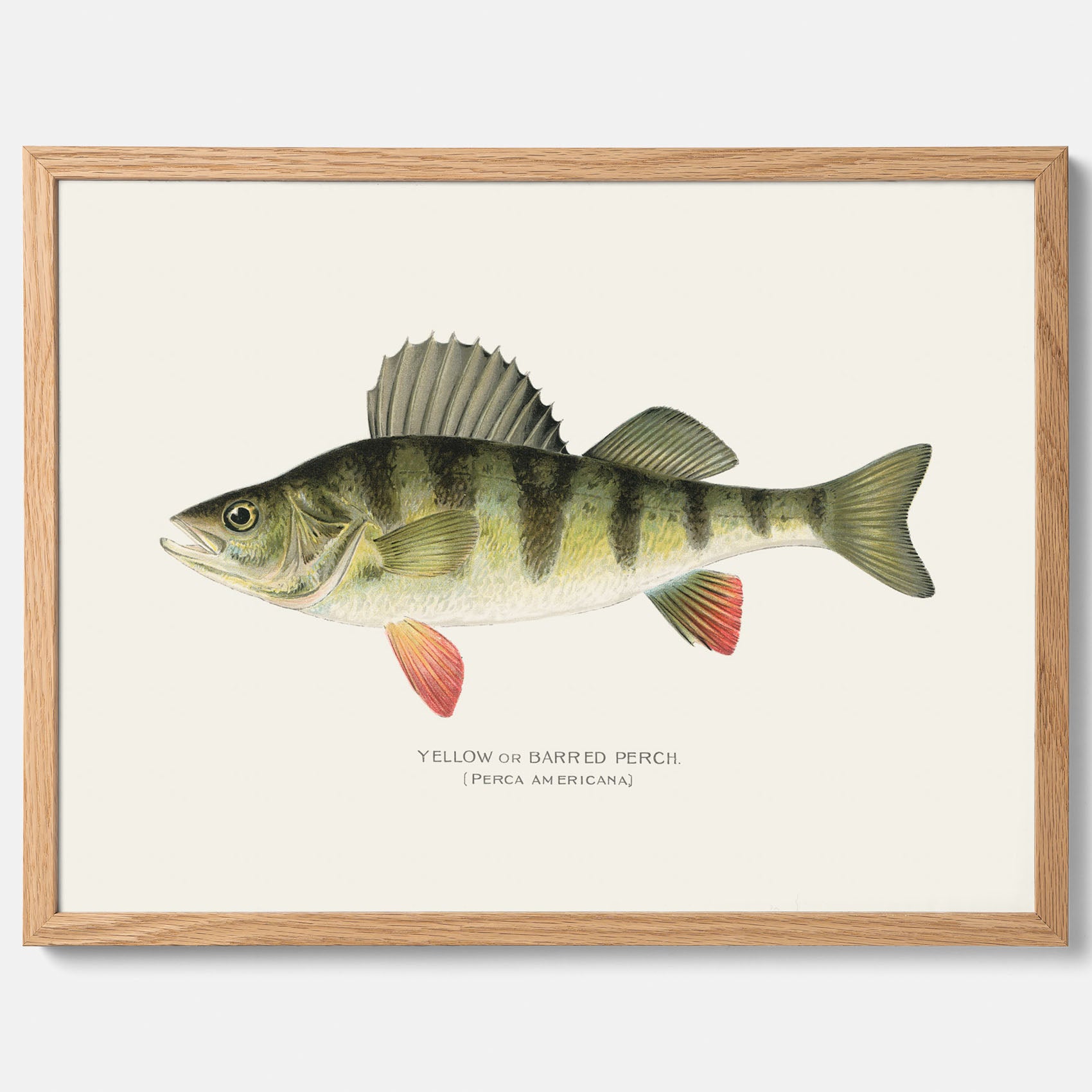 Kökstavla med en Abborre Poster – Plansch med fisk, fiskposter, tavla till kök, poster till kök