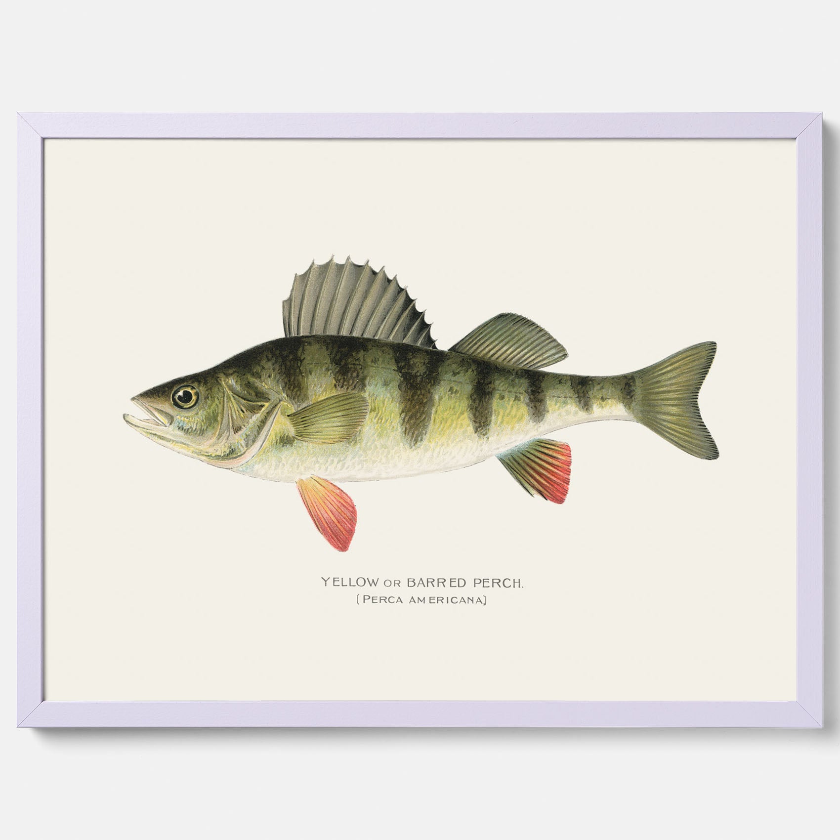 Kökstavla med en Abborre Poster – Plansch med fisk, fiskposter, tavla till kök, poster till kök