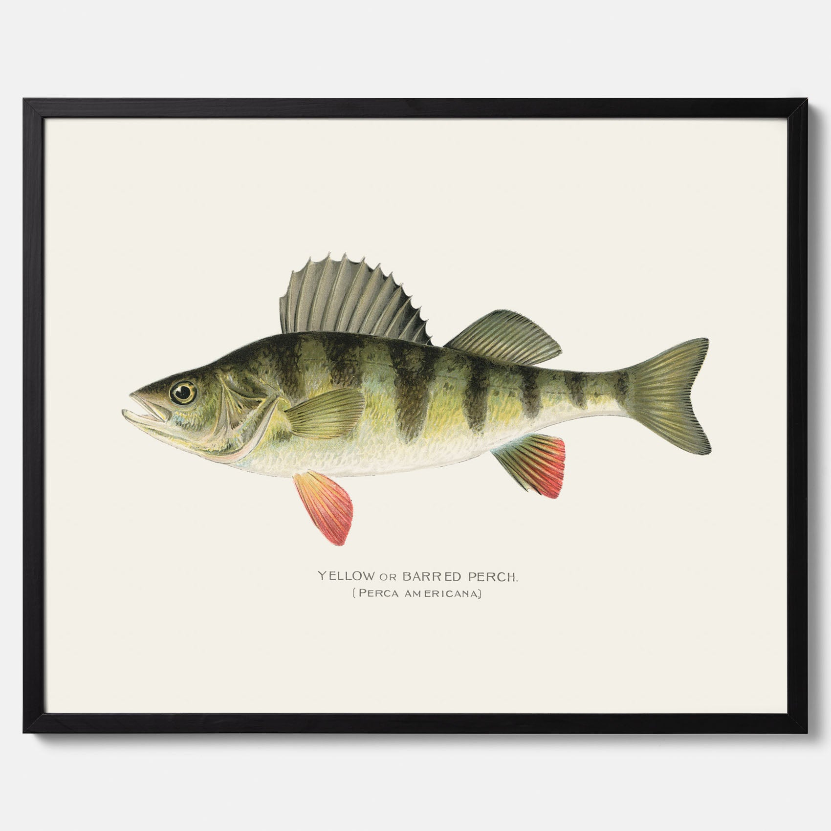 Kökstavla med en Abborre Poster – Plansch med fisk, fiskposter, tavla till kök, poster till kök