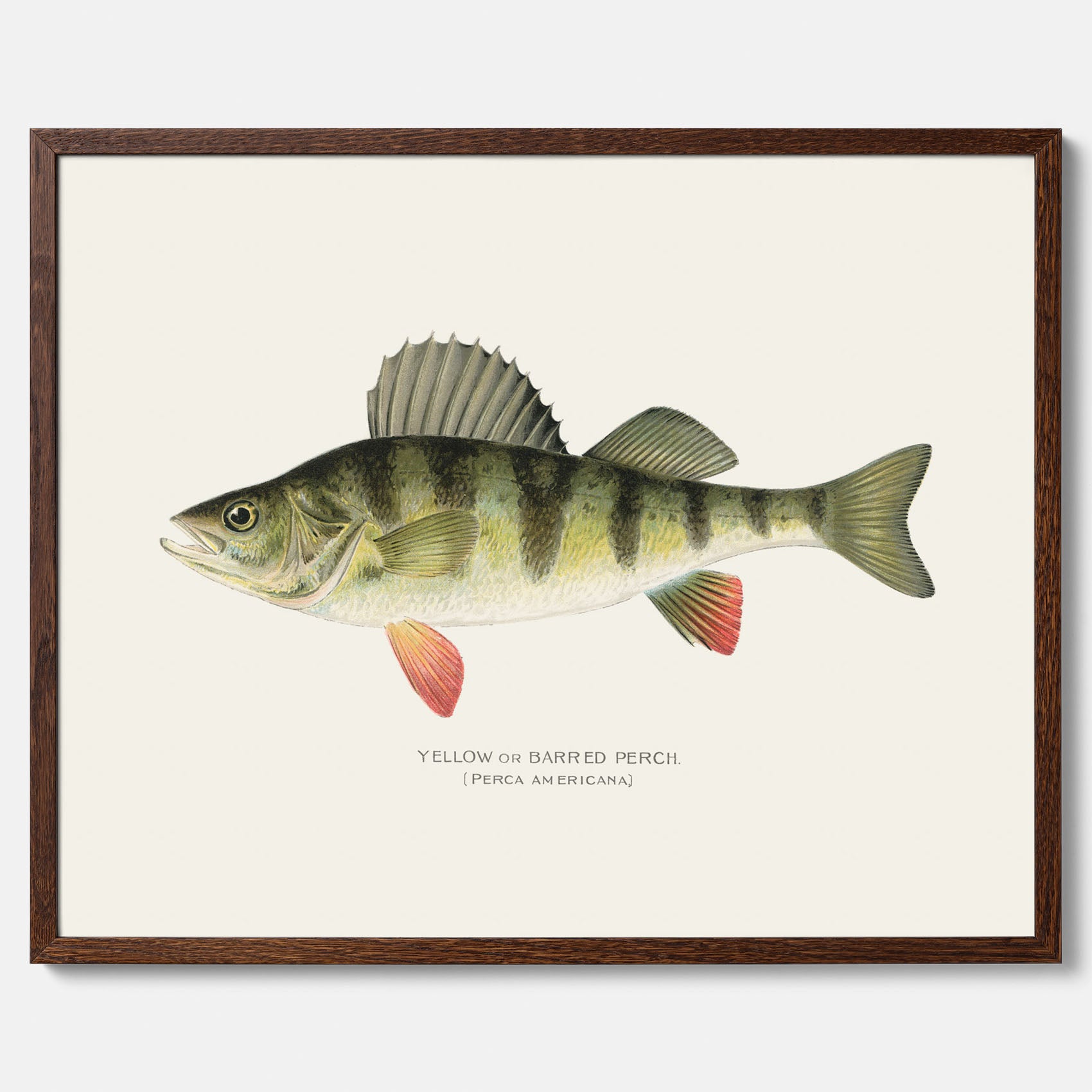 Kökstavla med en Abborre Poster – Plansch med fisk, fiskposter, tavla till kök, poster till kök
