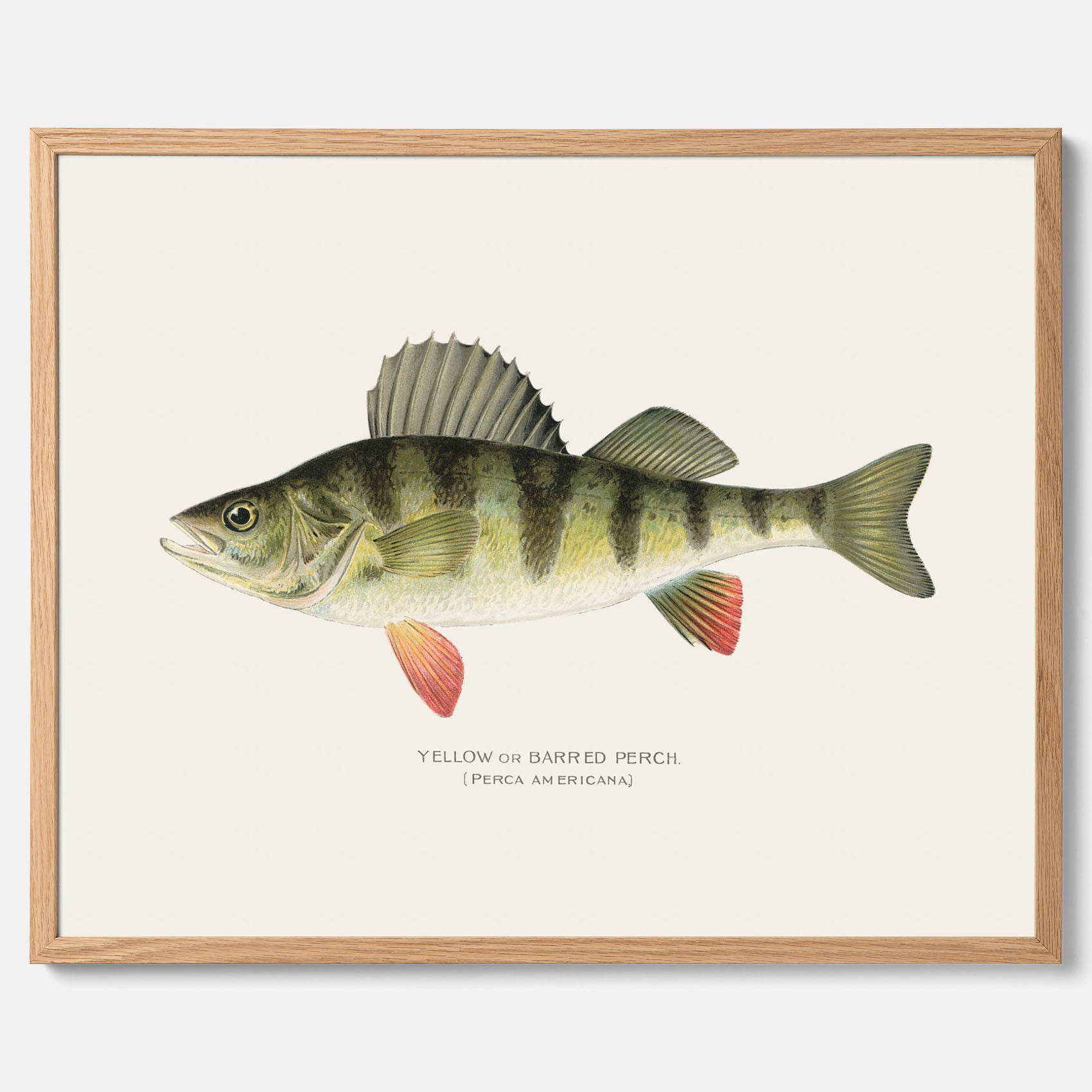 Kökstavla med en Abborre Poster – Plansch med fisk, fiskposter, tavla till kök, poster till kök