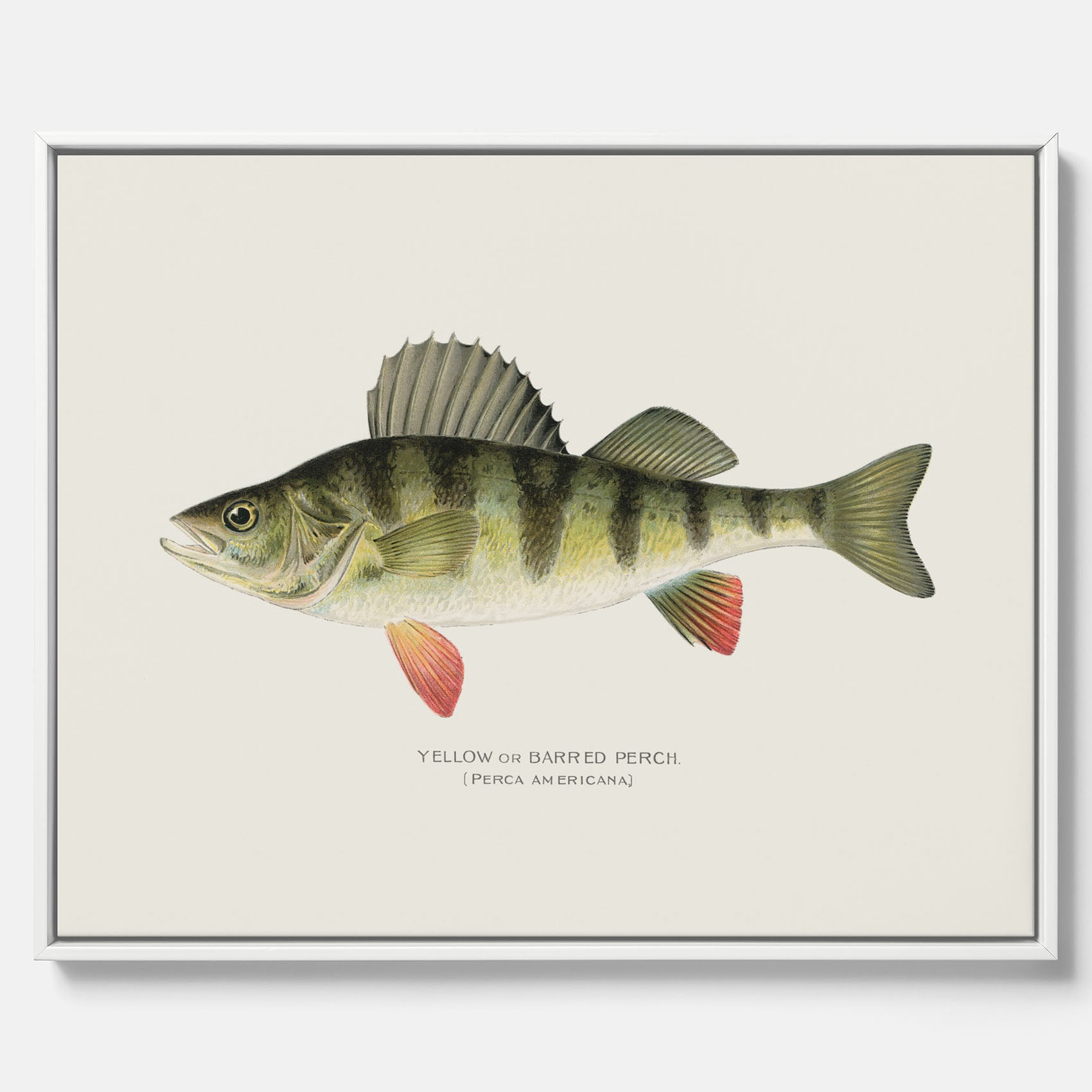 Kökstavla med en Abborre Poster – Canvastavla med fisk, fiskposter, tavla till kök, poster till kök