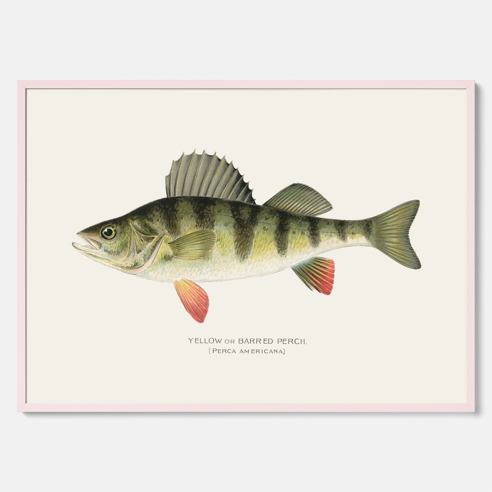 Kökstavla med en Abborre Poster – Plansch med fisk, fiskposter, tavla till kök, poster till kök