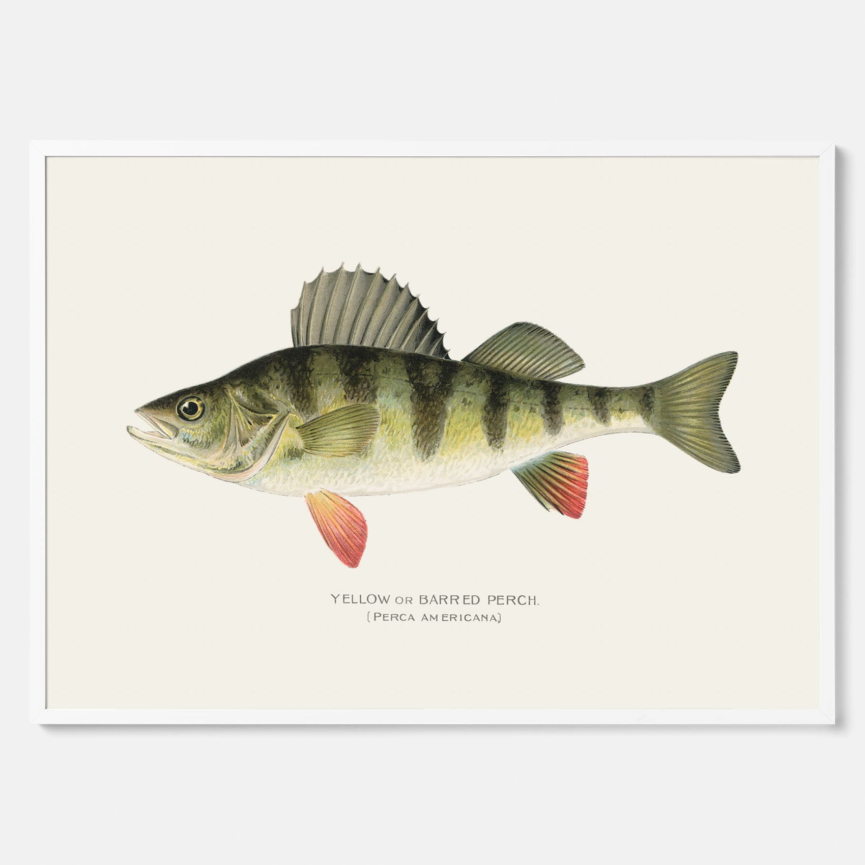 Kökstavla med en Abborre Poster – Plansch med fisk, fiskposter, tavla till kök, poster till kök